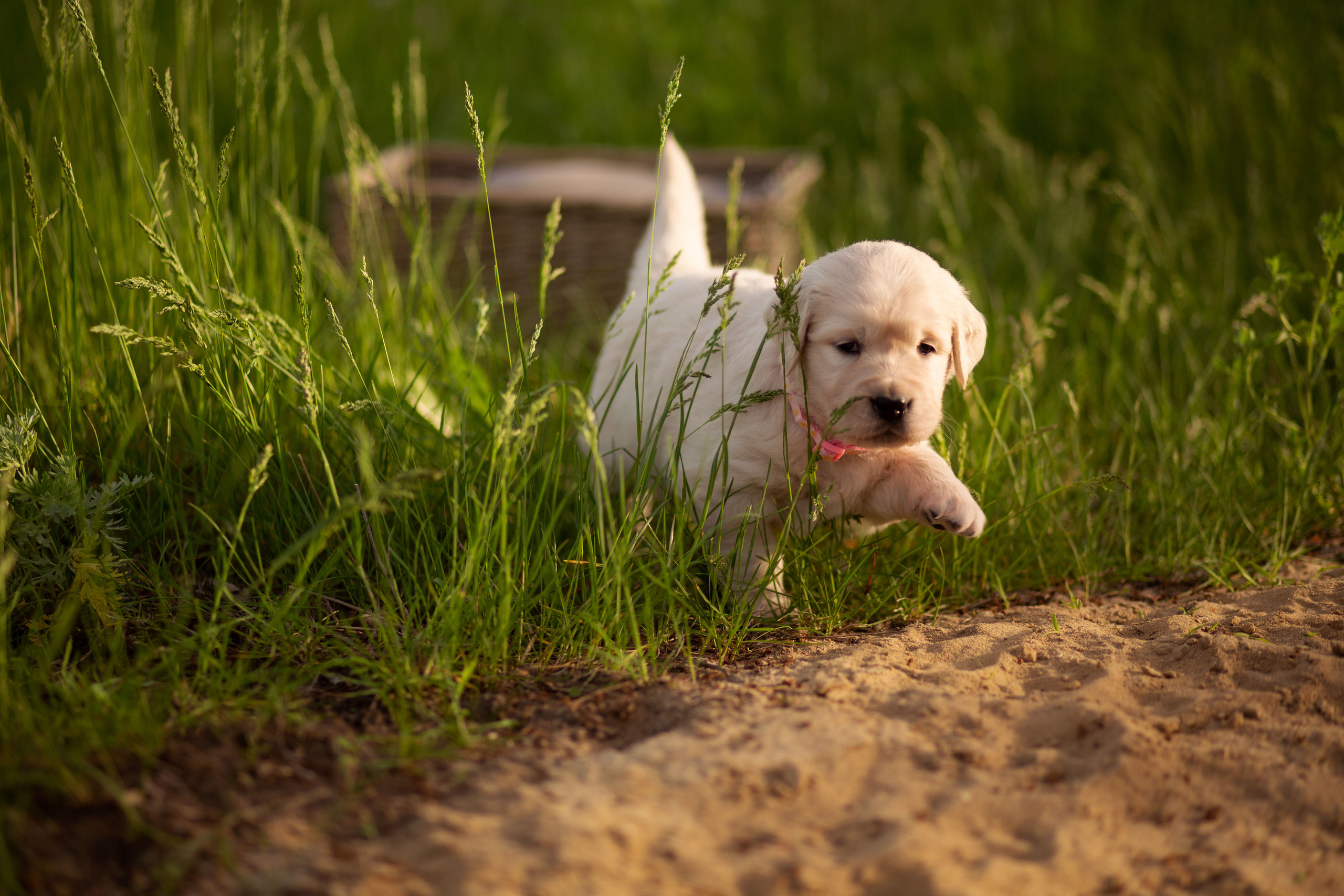 Голден-ретривер, 1 месяц