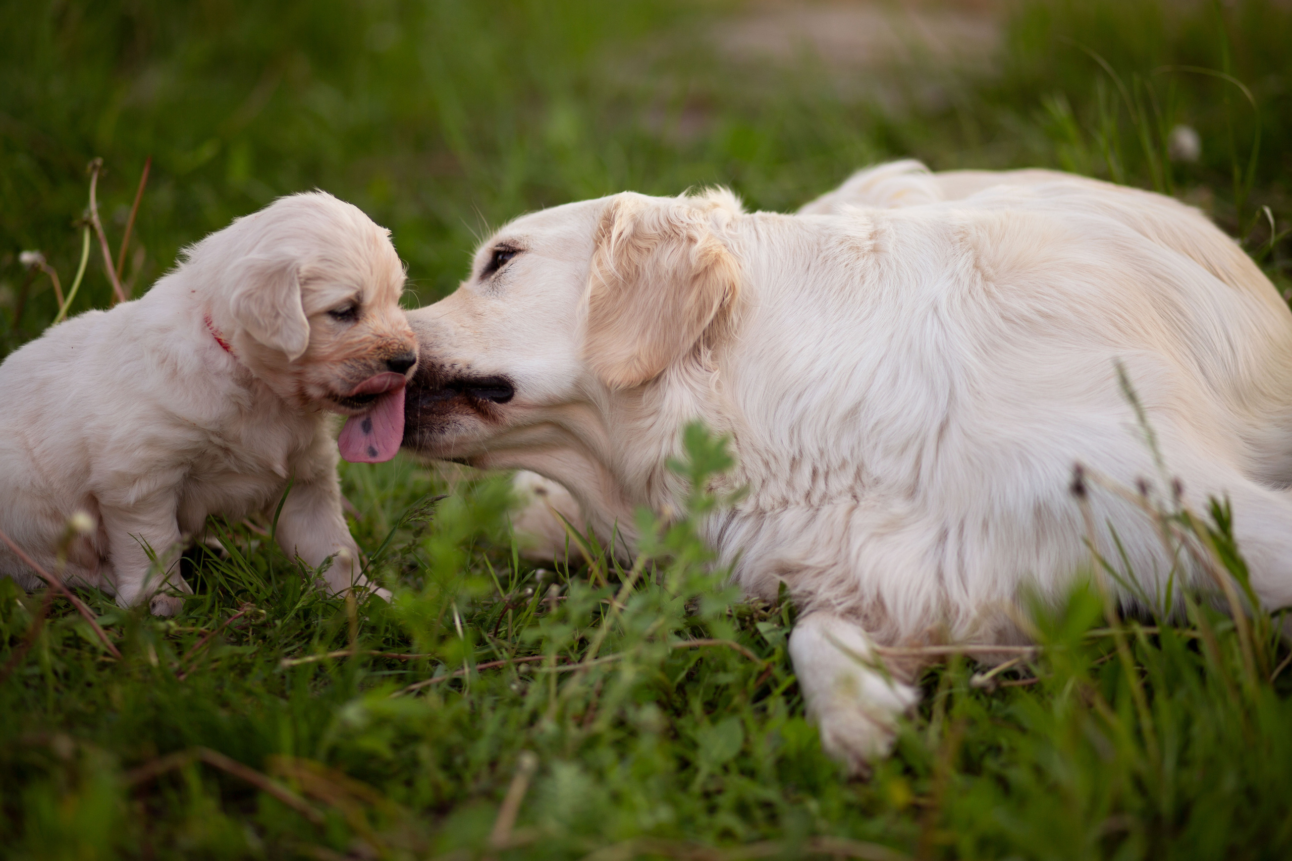 Голден-ретривер, 1 месяц