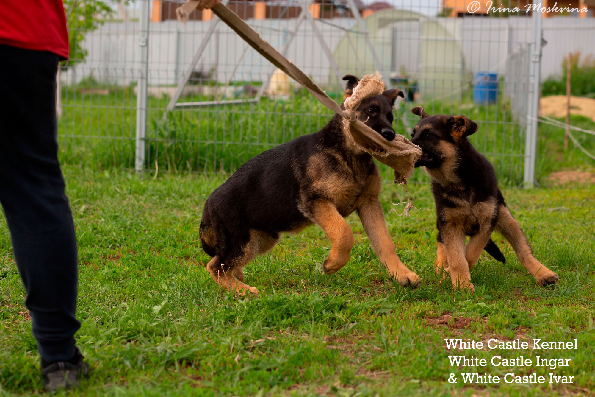 White Castle, litter "I" 3 месяца