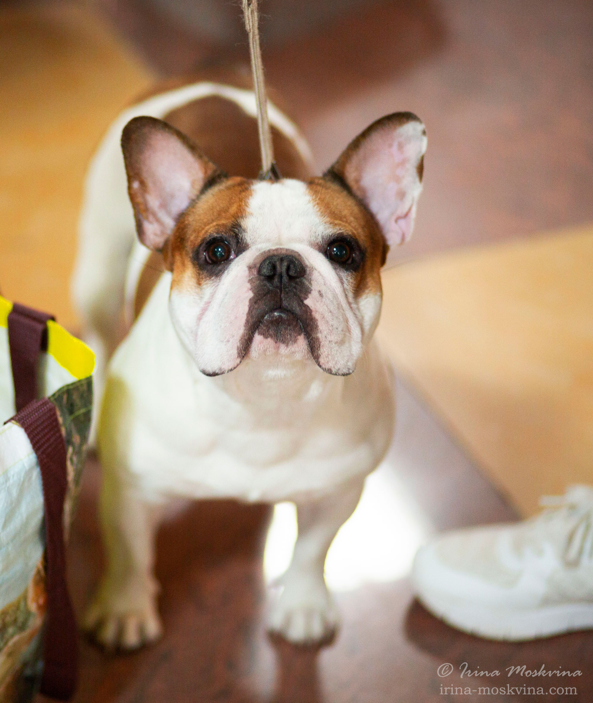 Французский бульдог