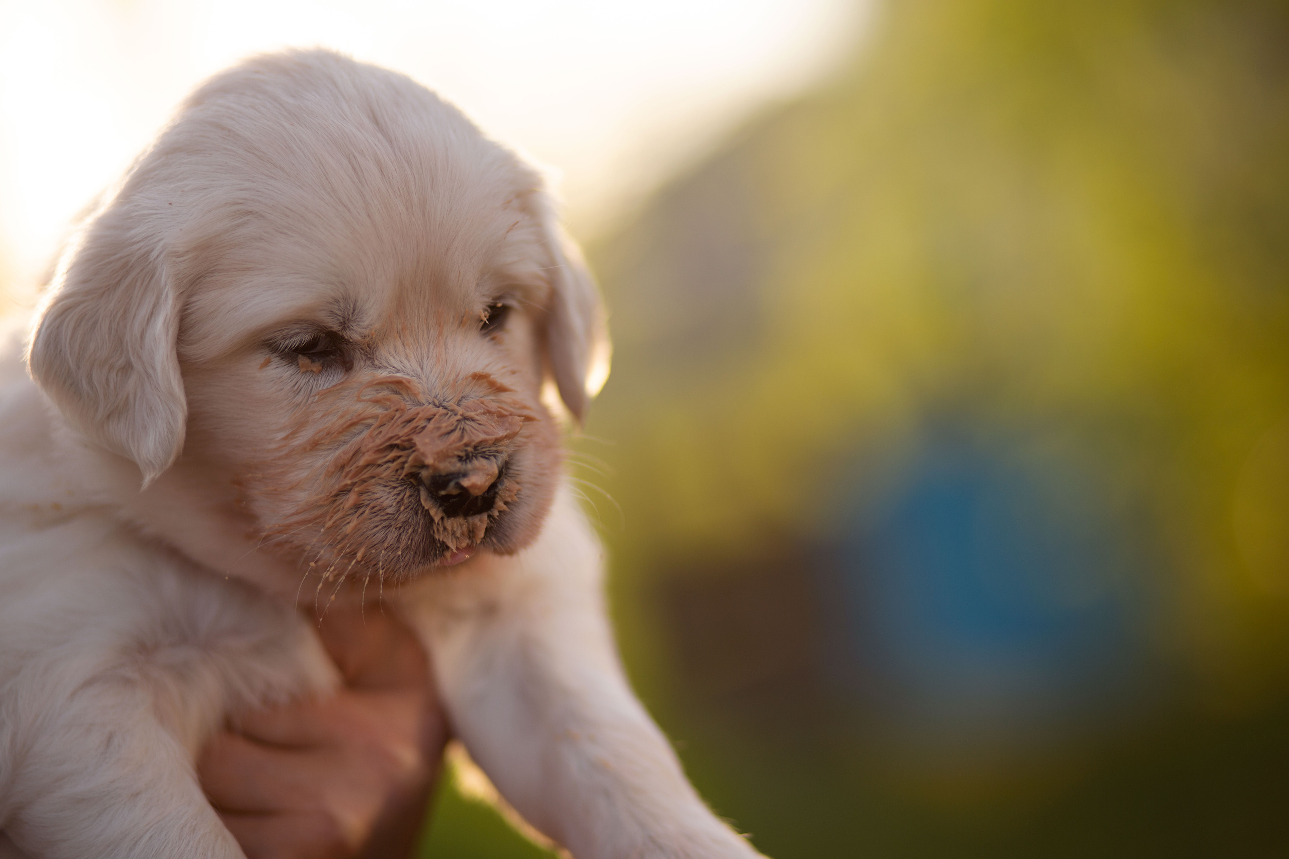 Голден-ретривер, 1 месяц
