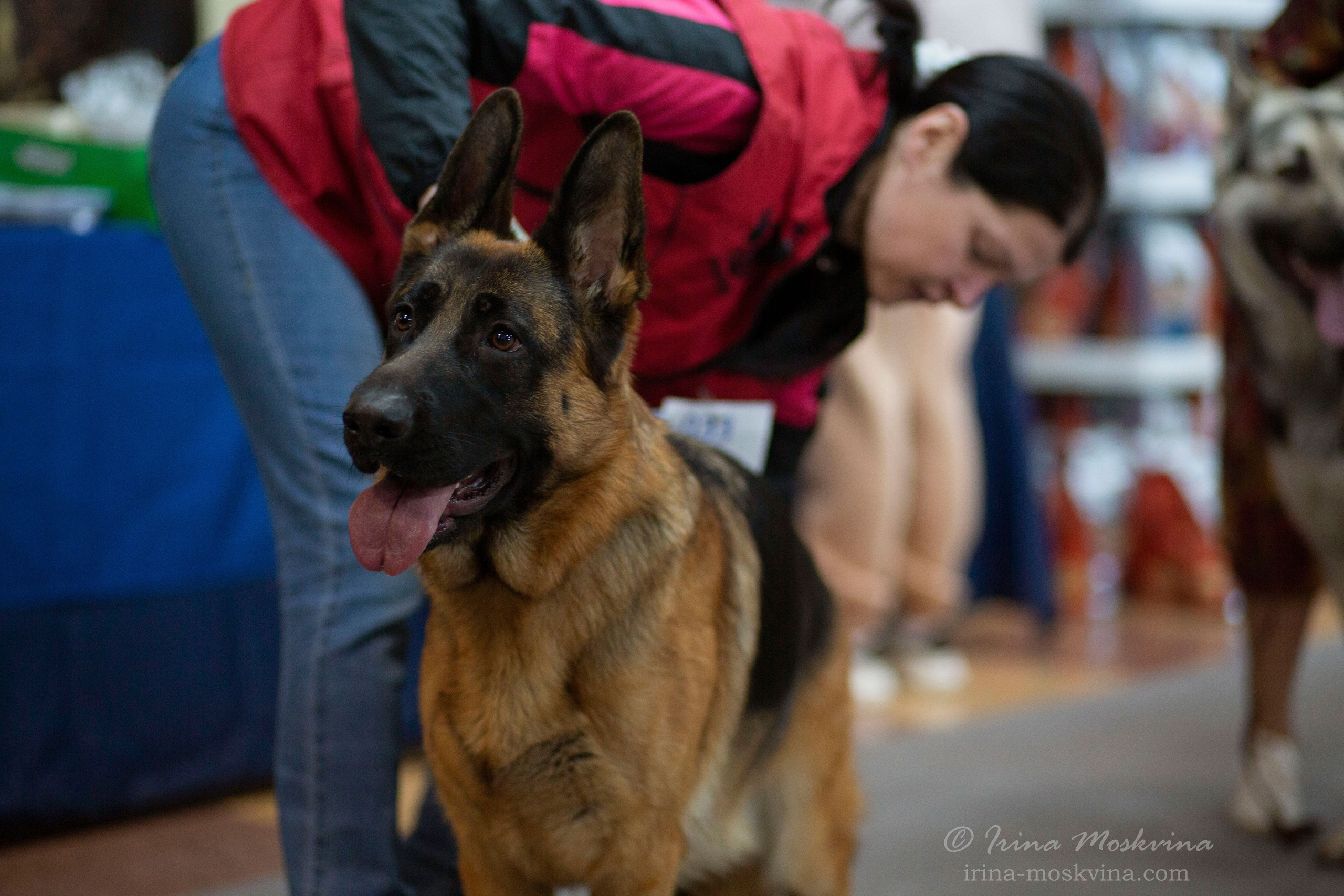 Немецкая овчарка Вайт Кастл Айка