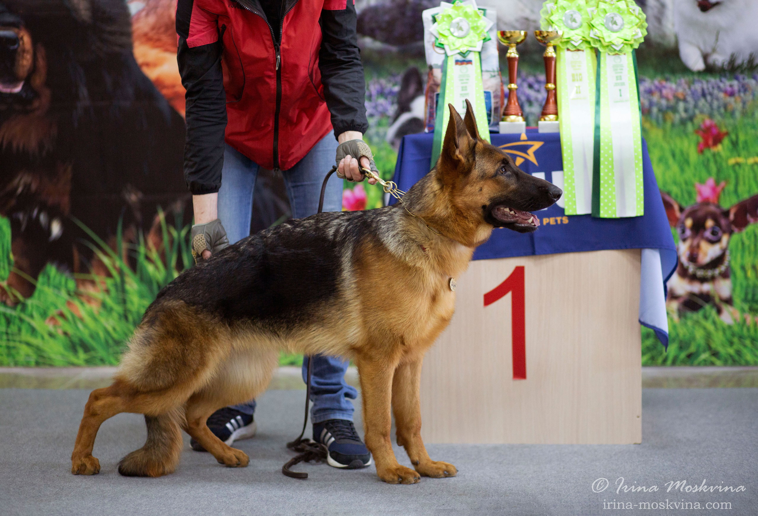 Немецкая овчарка Вайт Кастл Ерсель