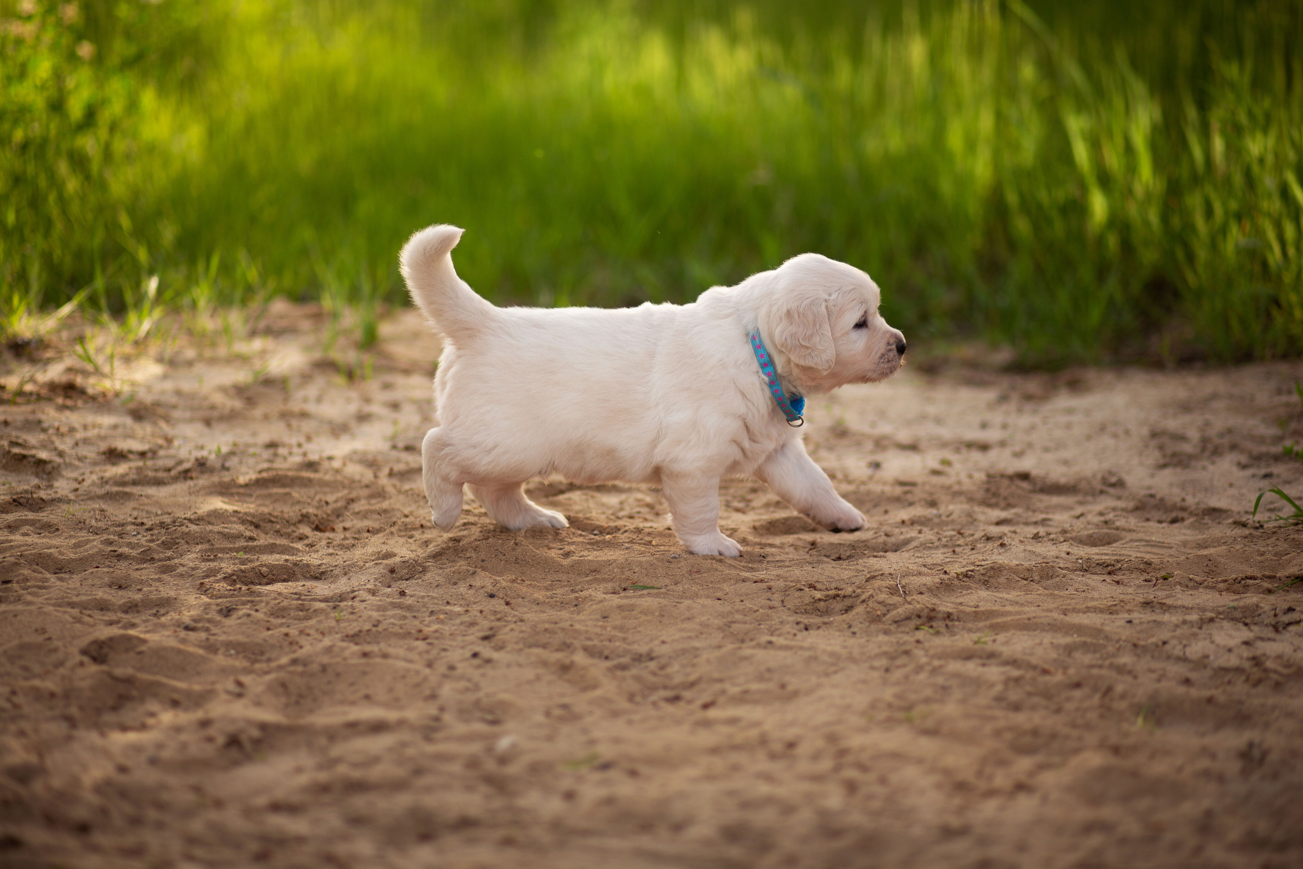Голден-ретривер, 1 месяц