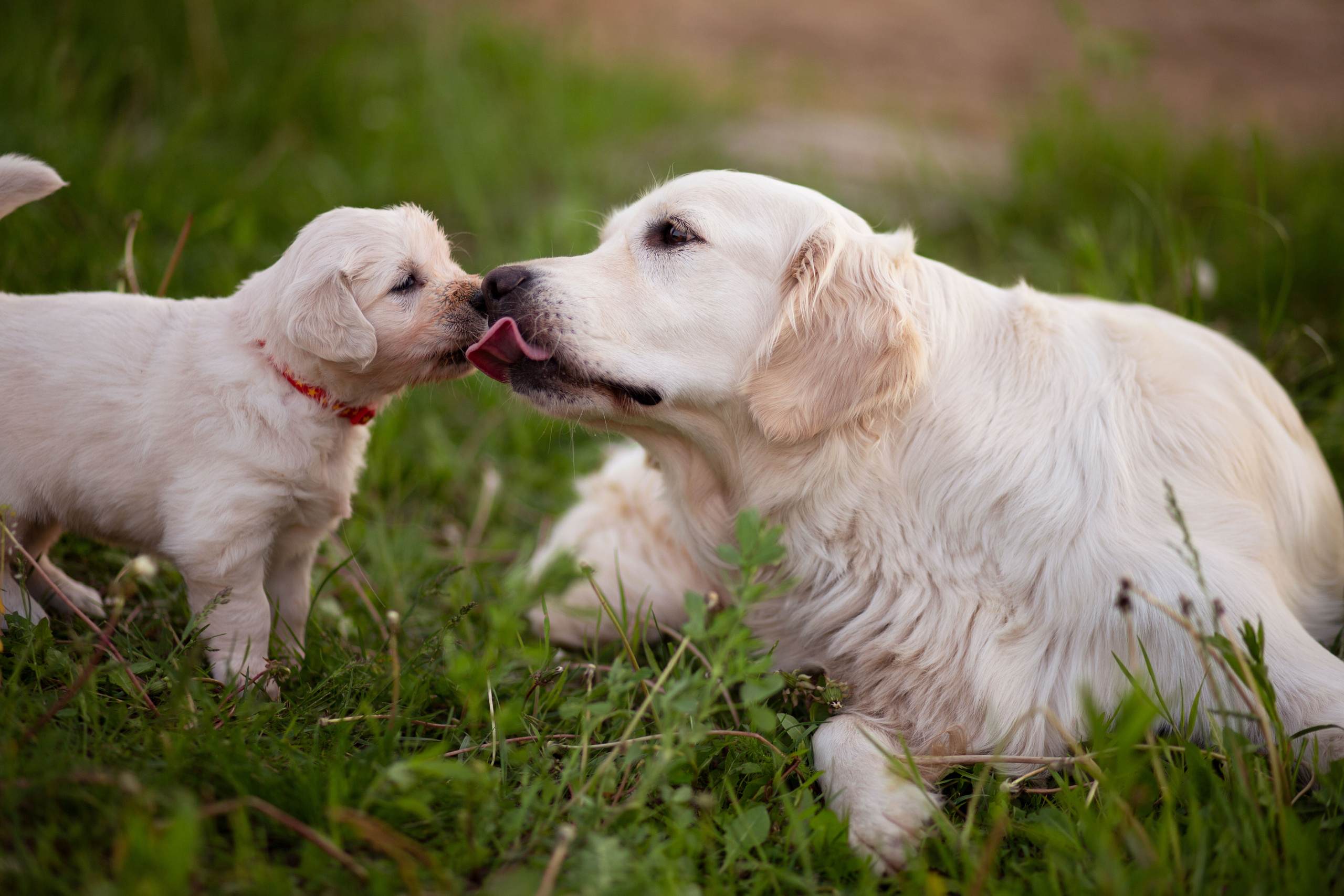 Голден-ретривер, 1 месяц