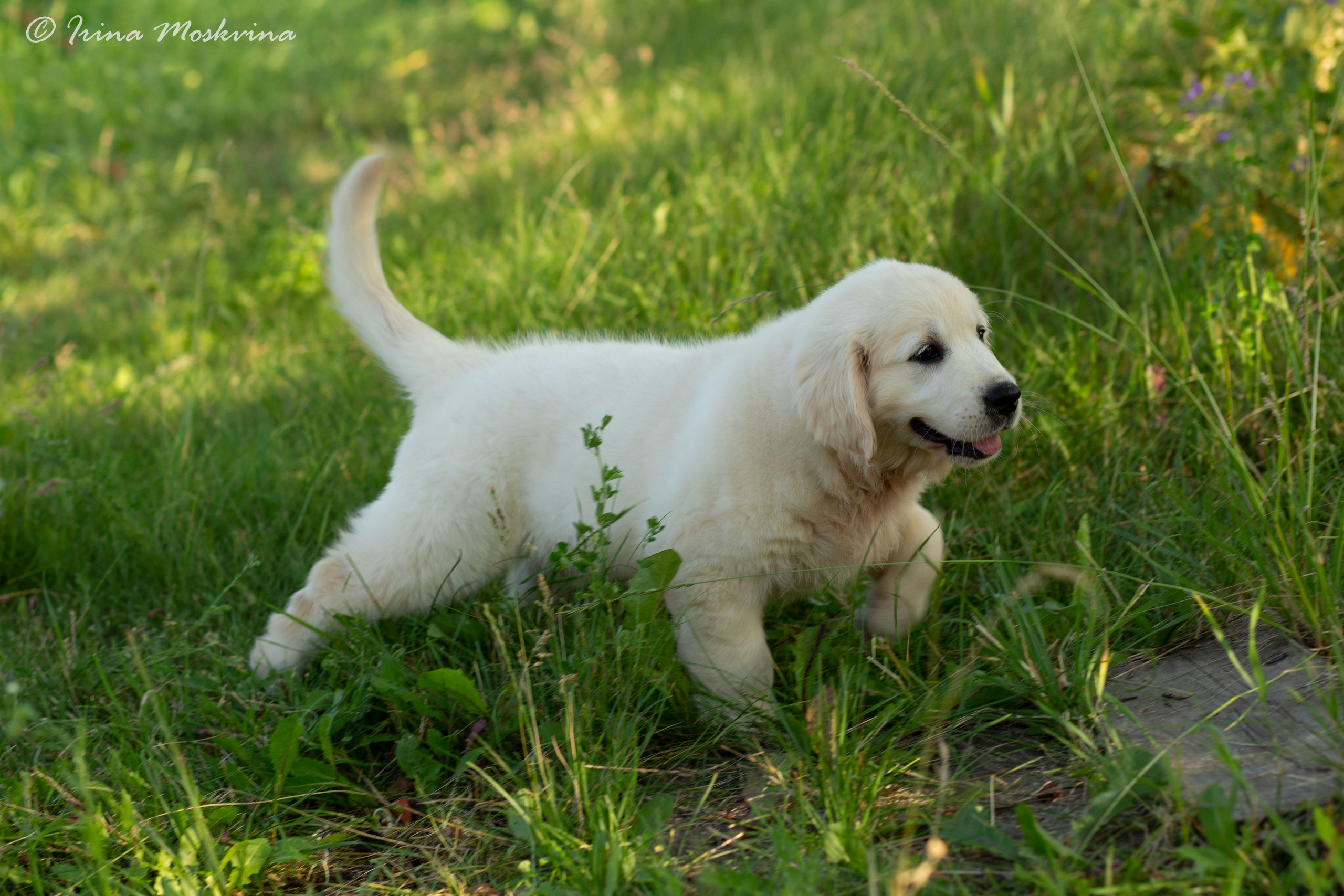 Голден-ретривер, 2 месяца