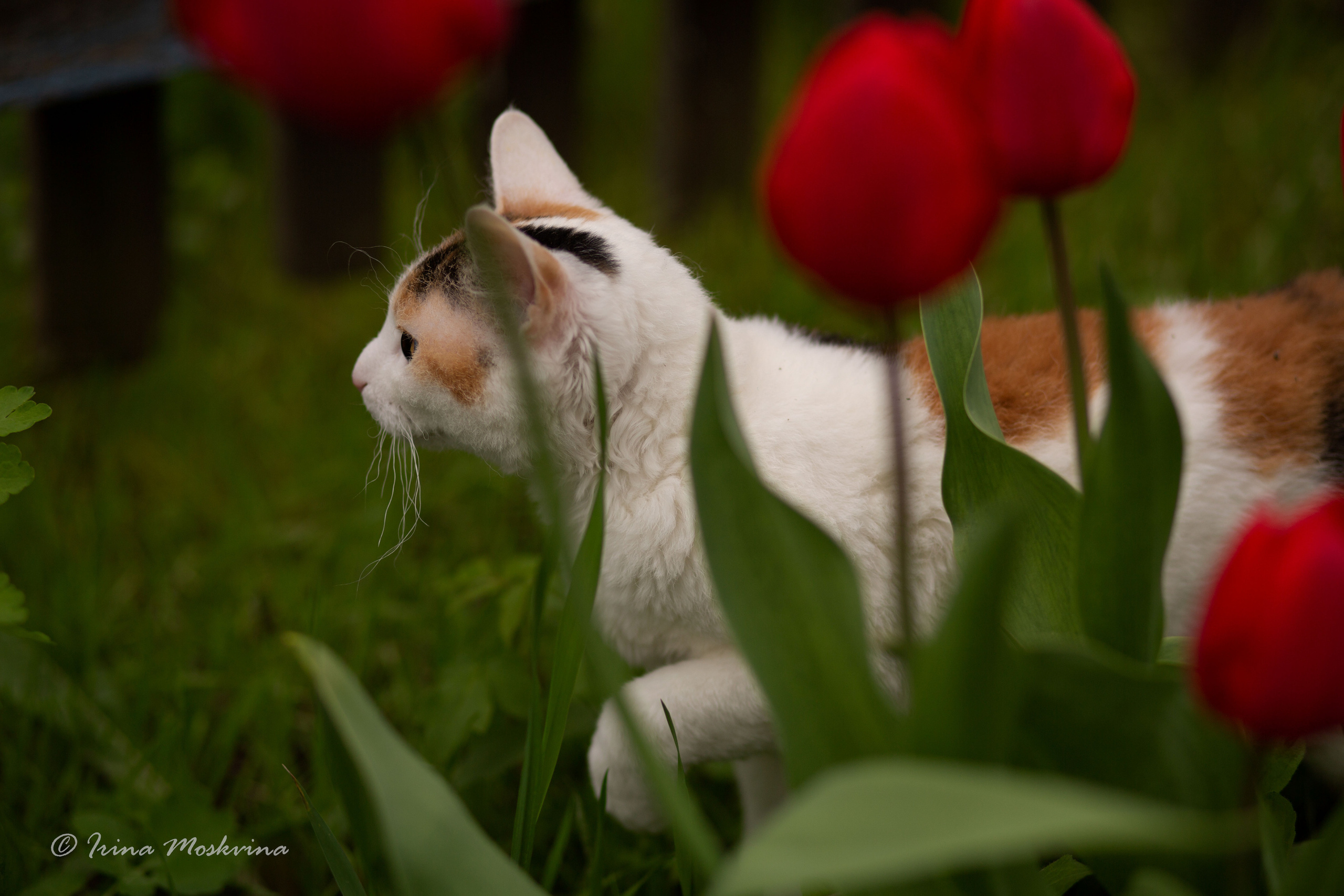 Масяня. Ирина Москвина | фотограф | Москва