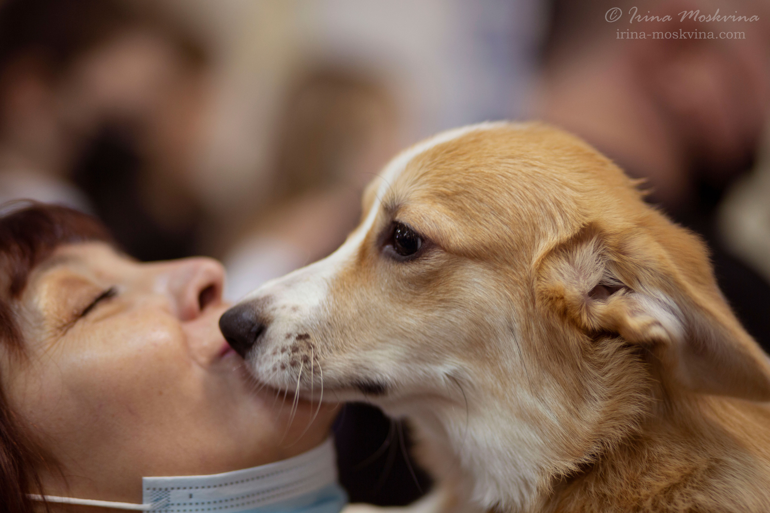 Вельш корги пемброк Премиум Лайт Бионика
