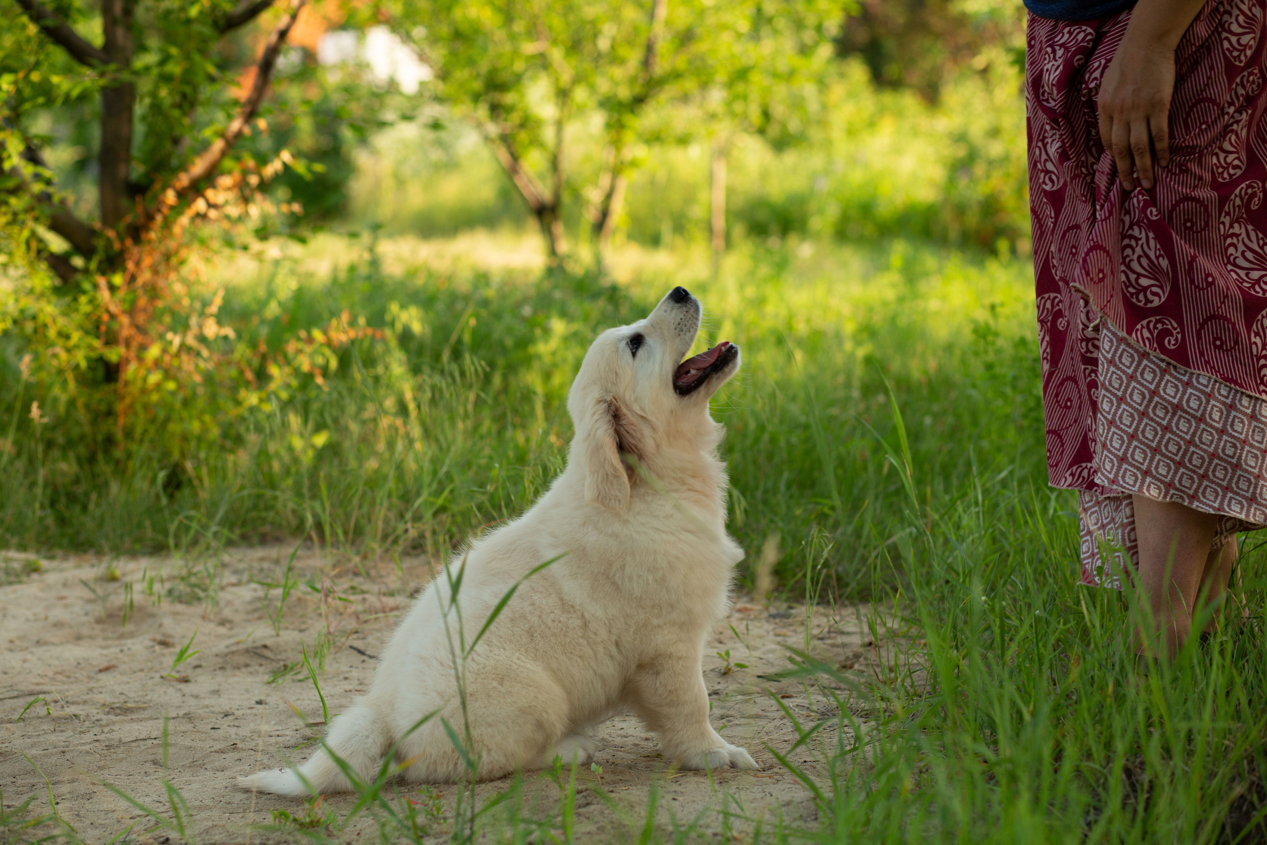 Голден-ретривер, 2 месяца