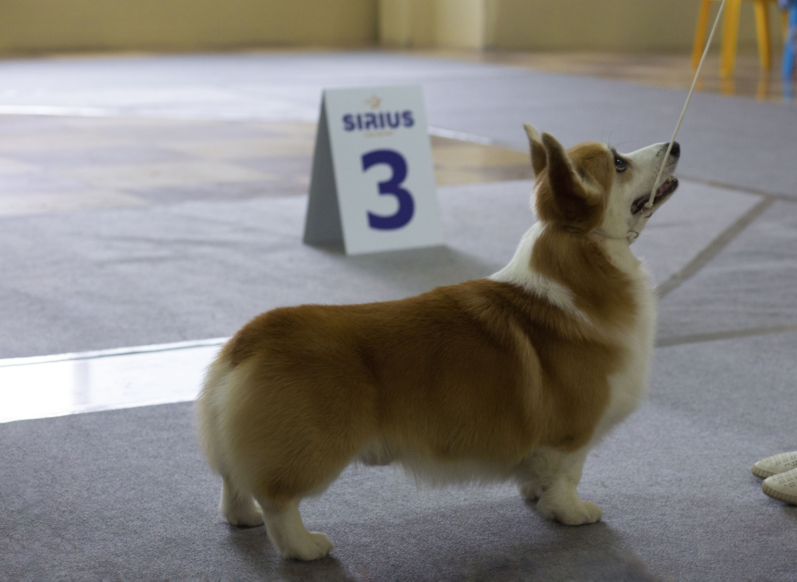 Вельш корги пемброк