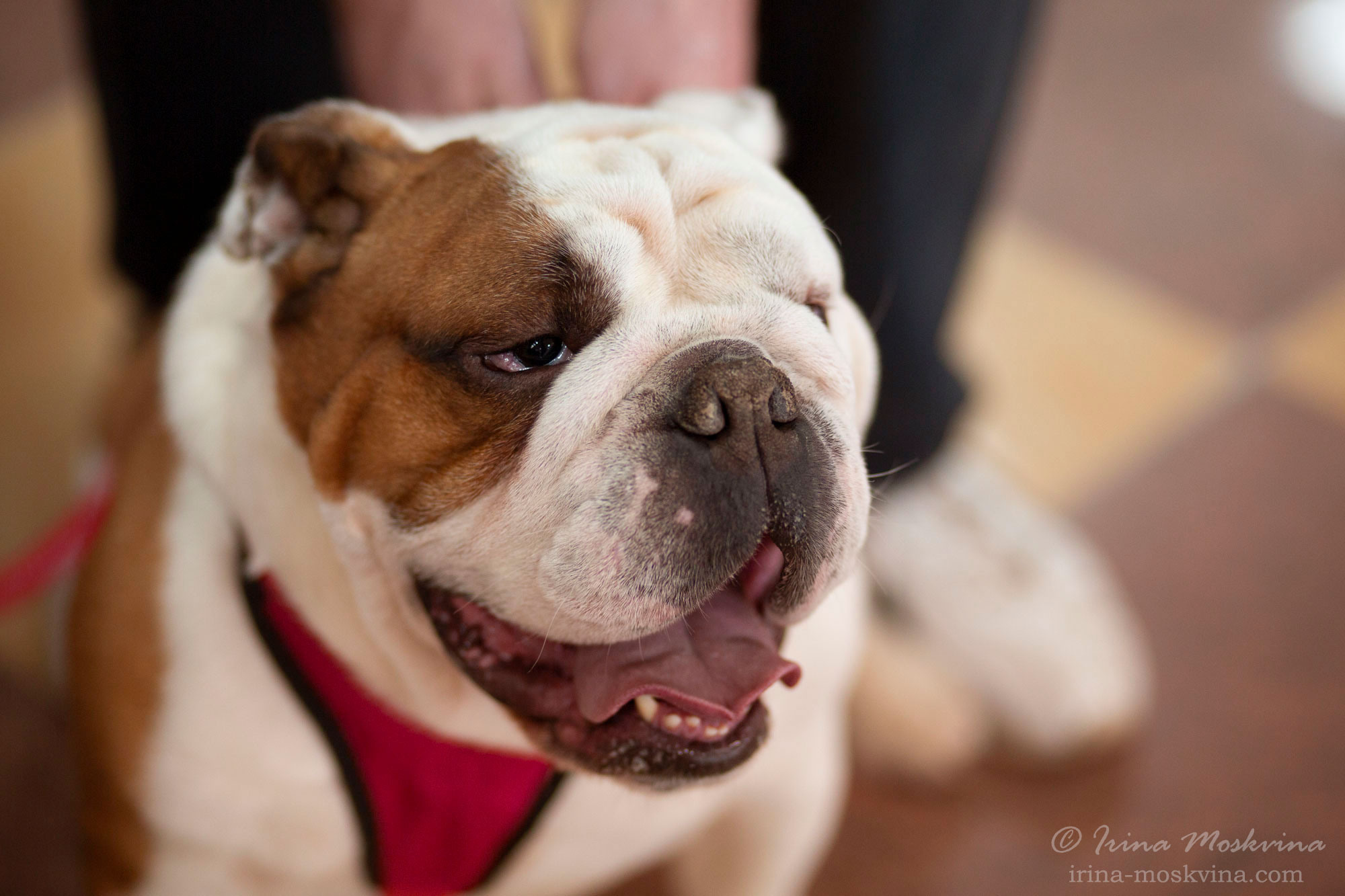 Английский бульдог