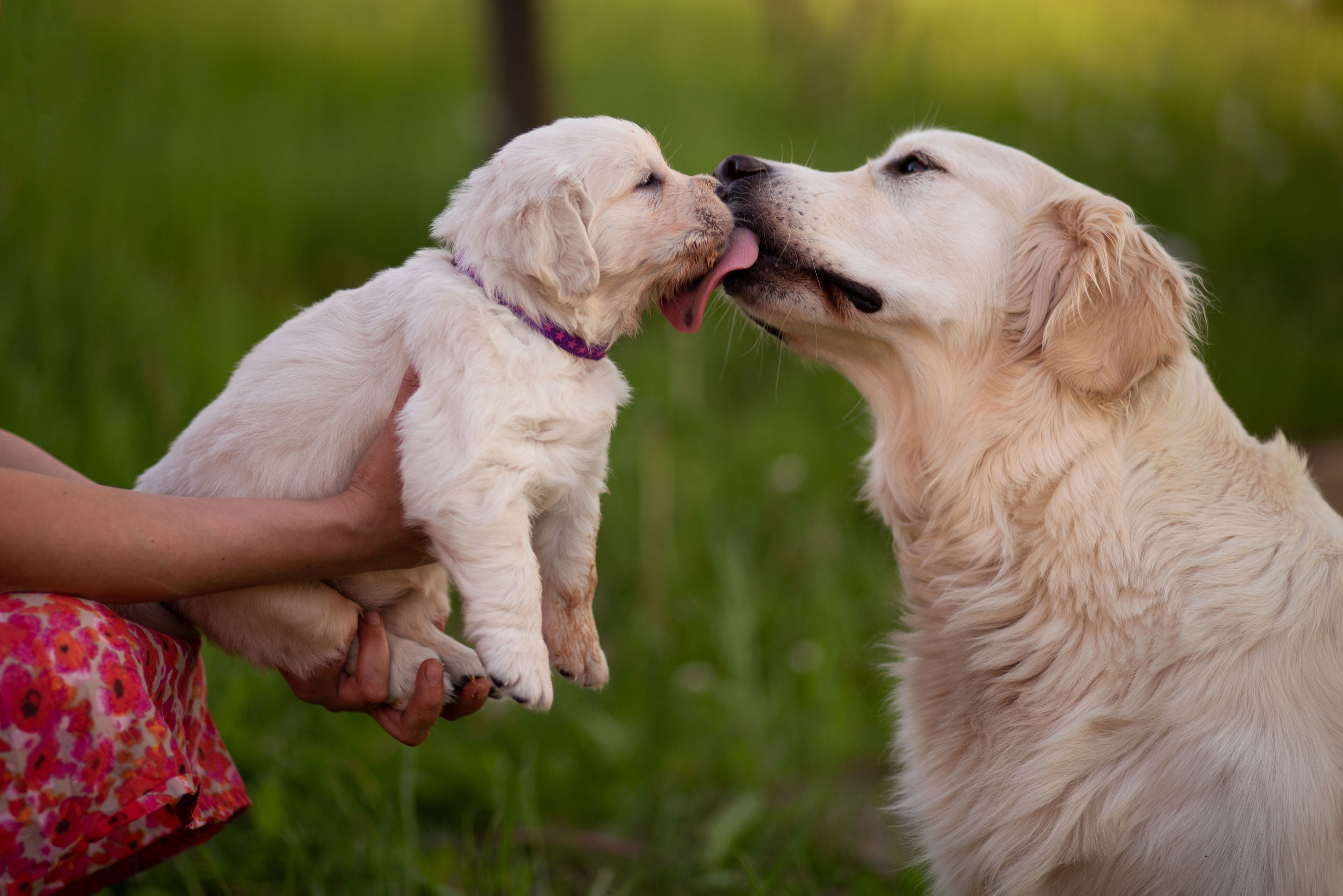 Голден-ретривер, 1 месяц