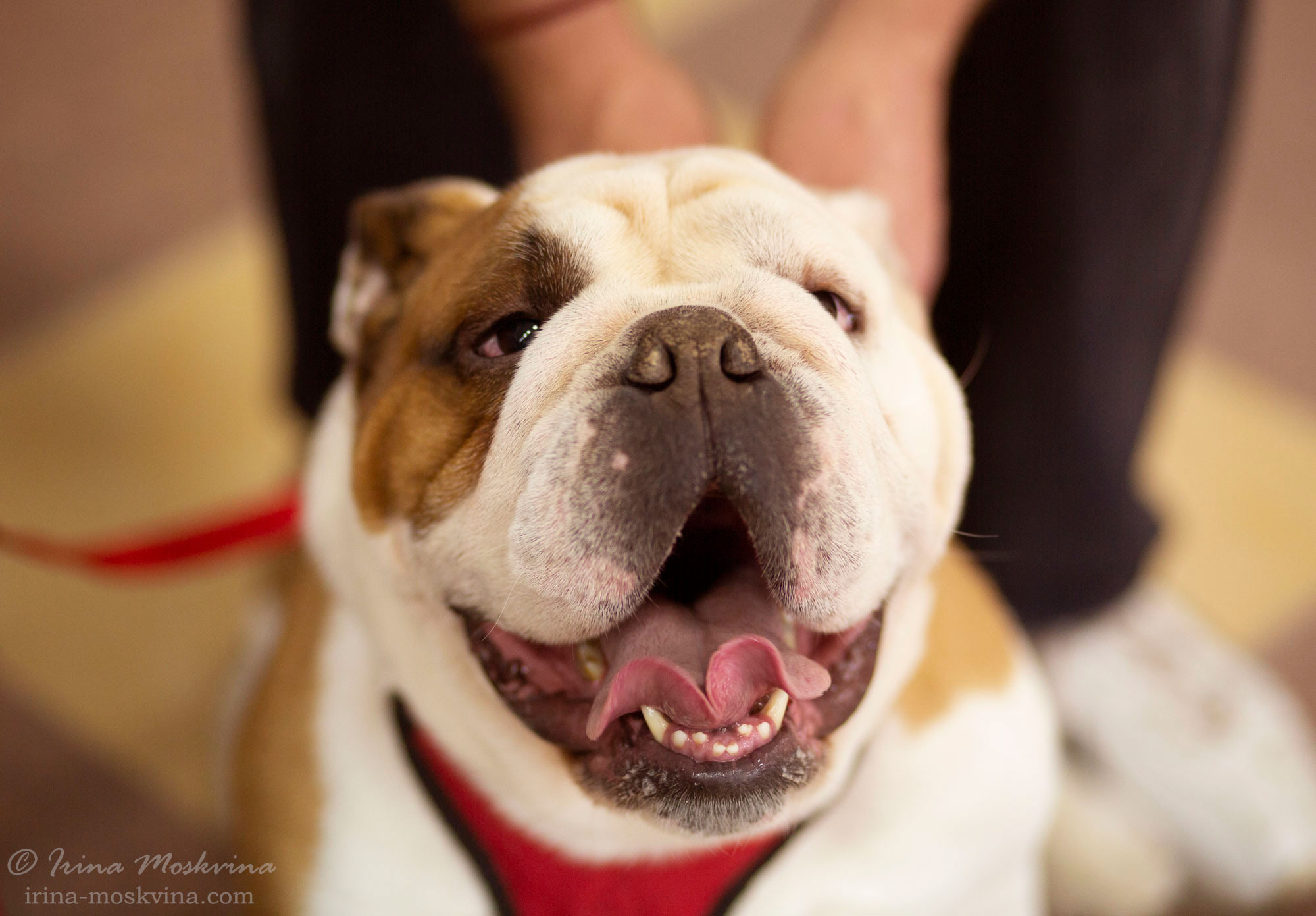 Английский бульдог