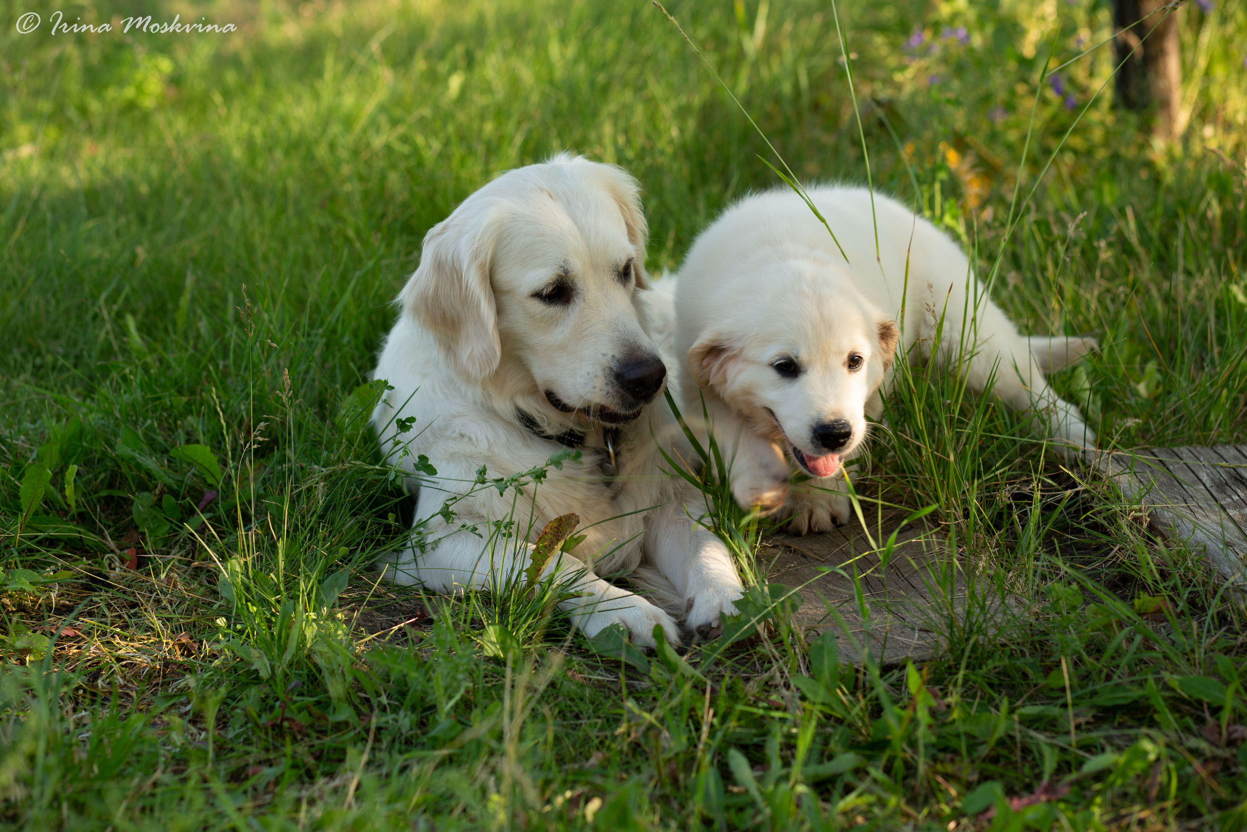 Голден-ретривер, 2 месяца