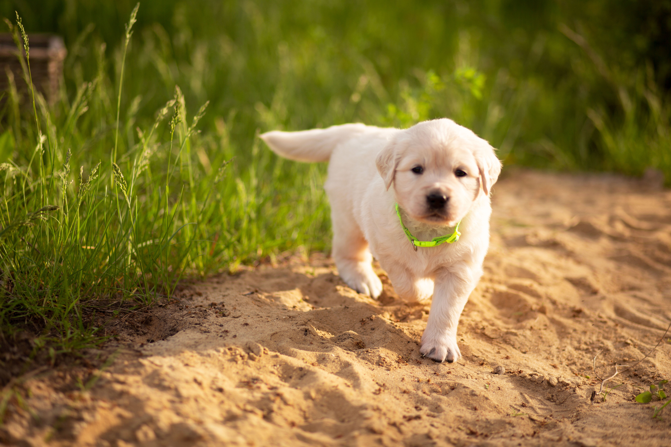 Голден-ретривер, 1 месяц