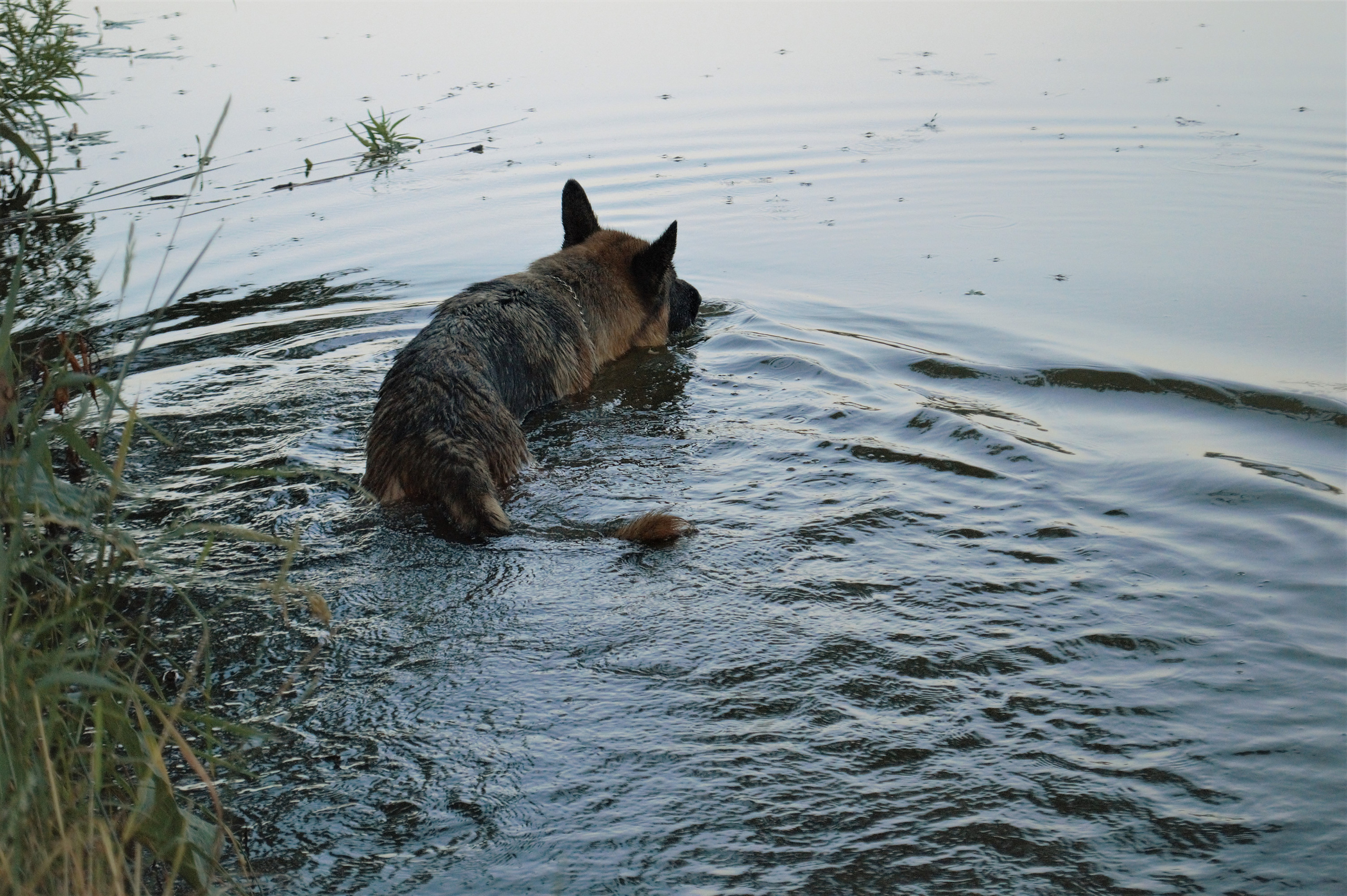 Серёжа и Рица | август 2020. Ирина Москвина | фотограф | Москва