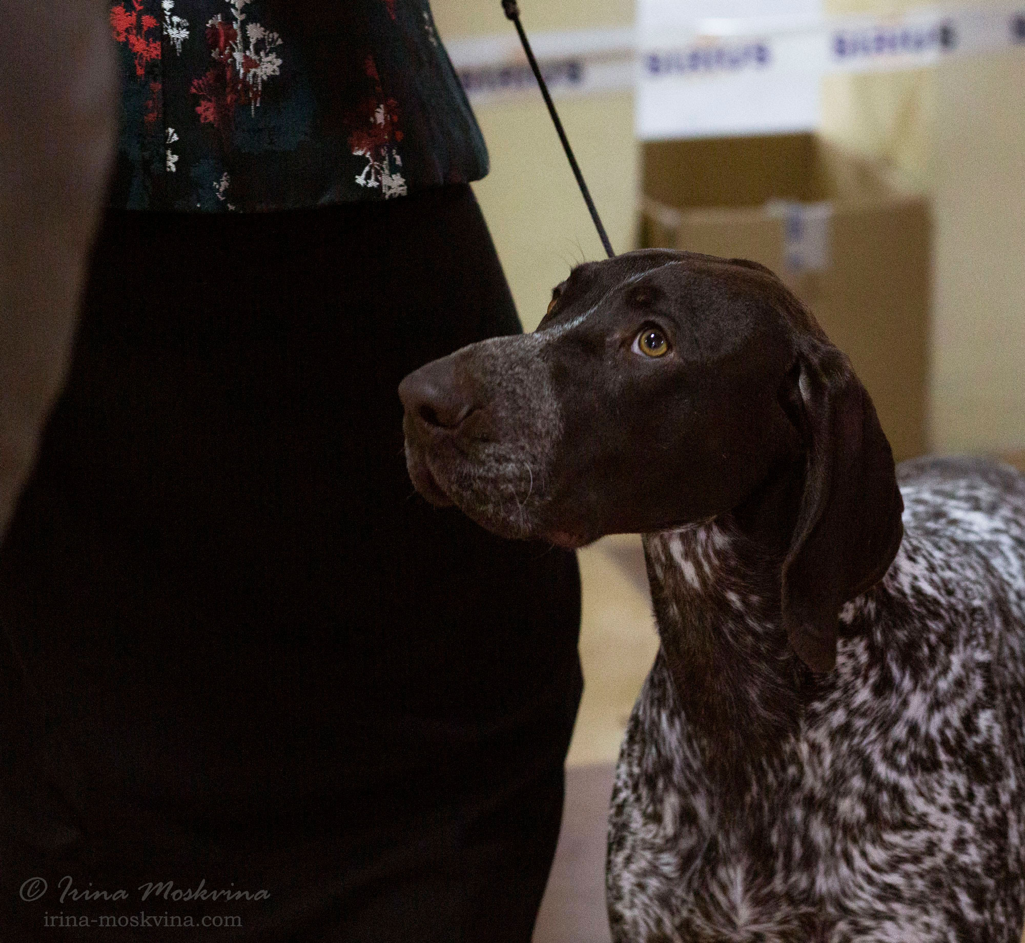 Немецкий курцхаар