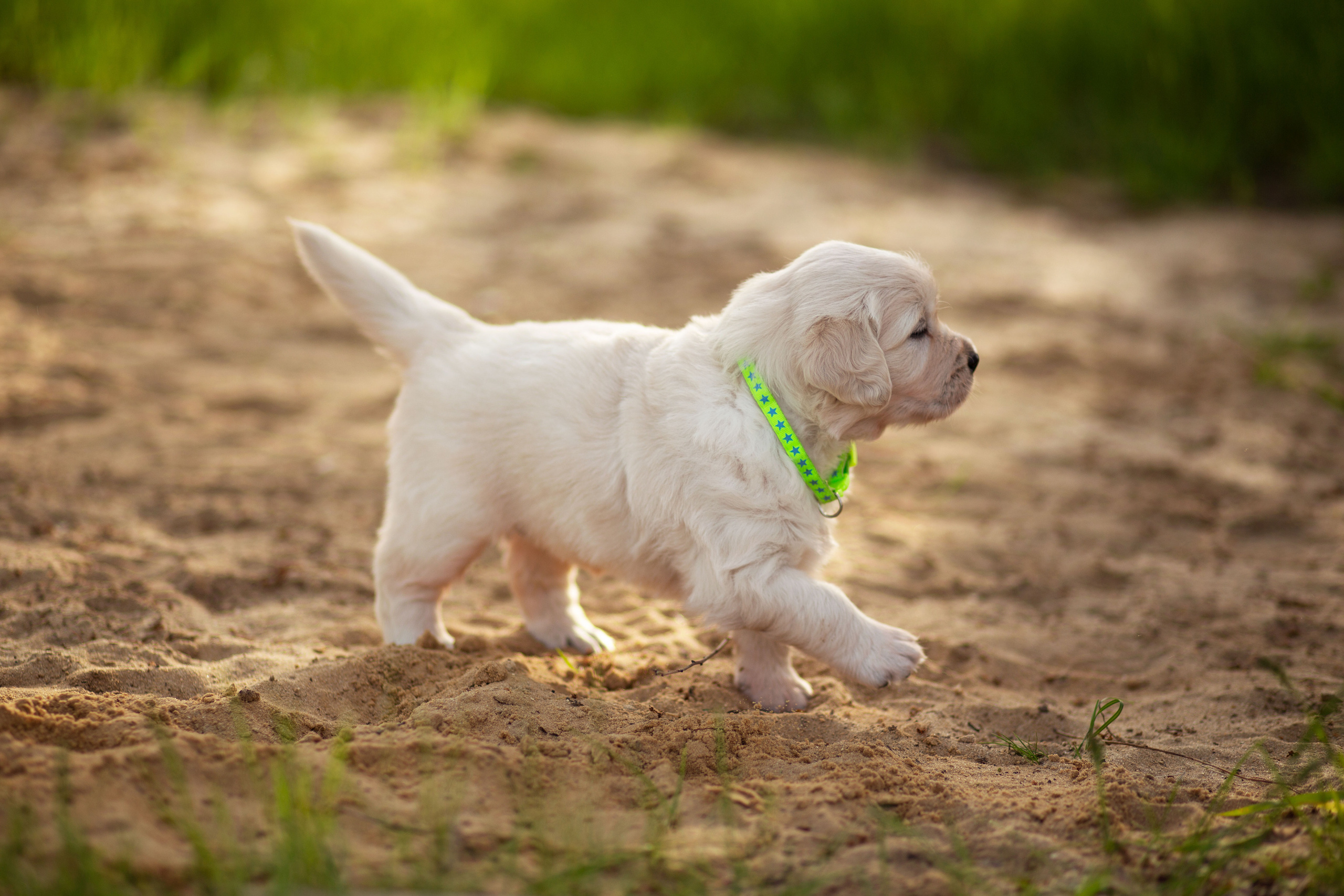 Голден-ретривер, 1 месяц