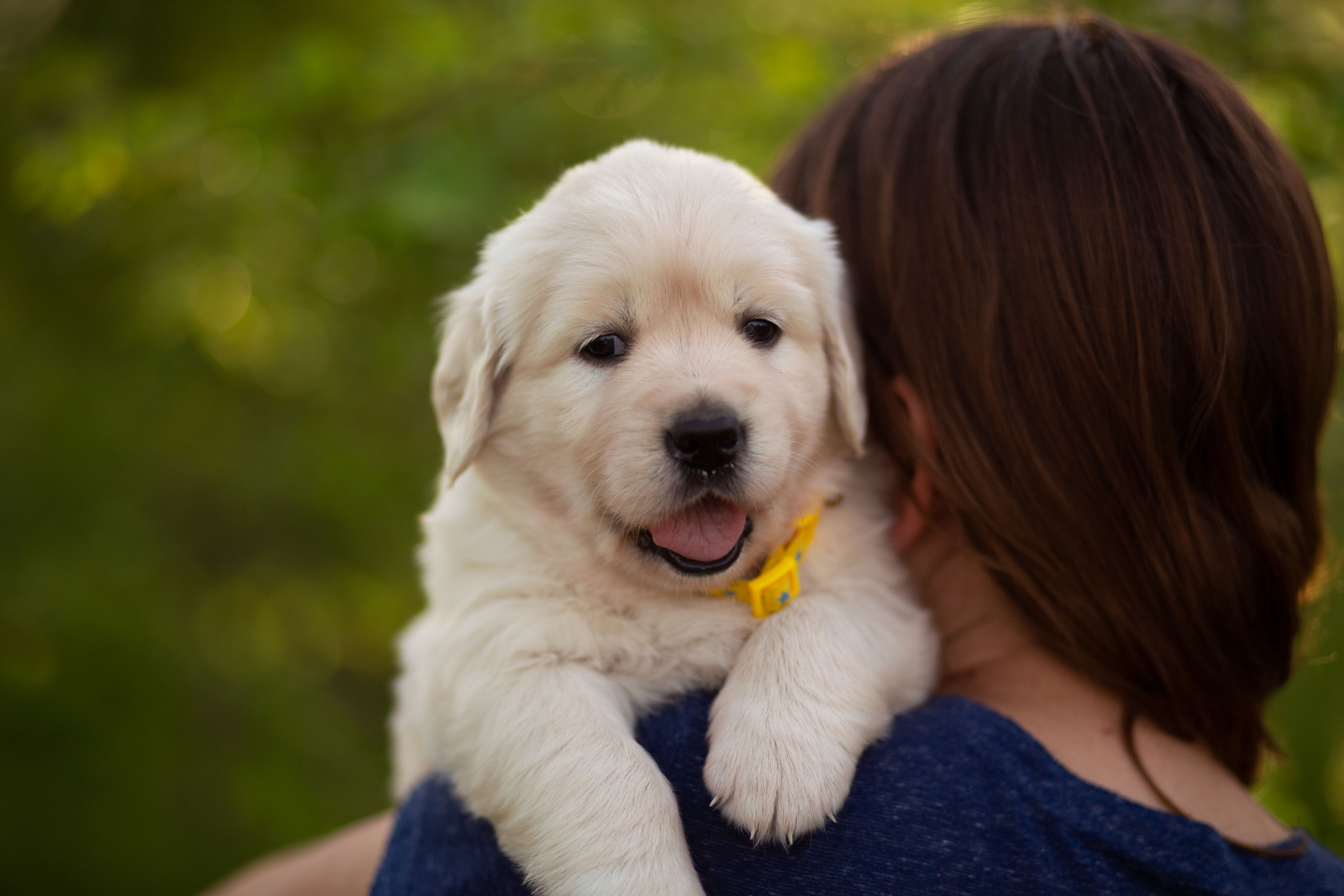 Голден-ретривер, 1 месяц