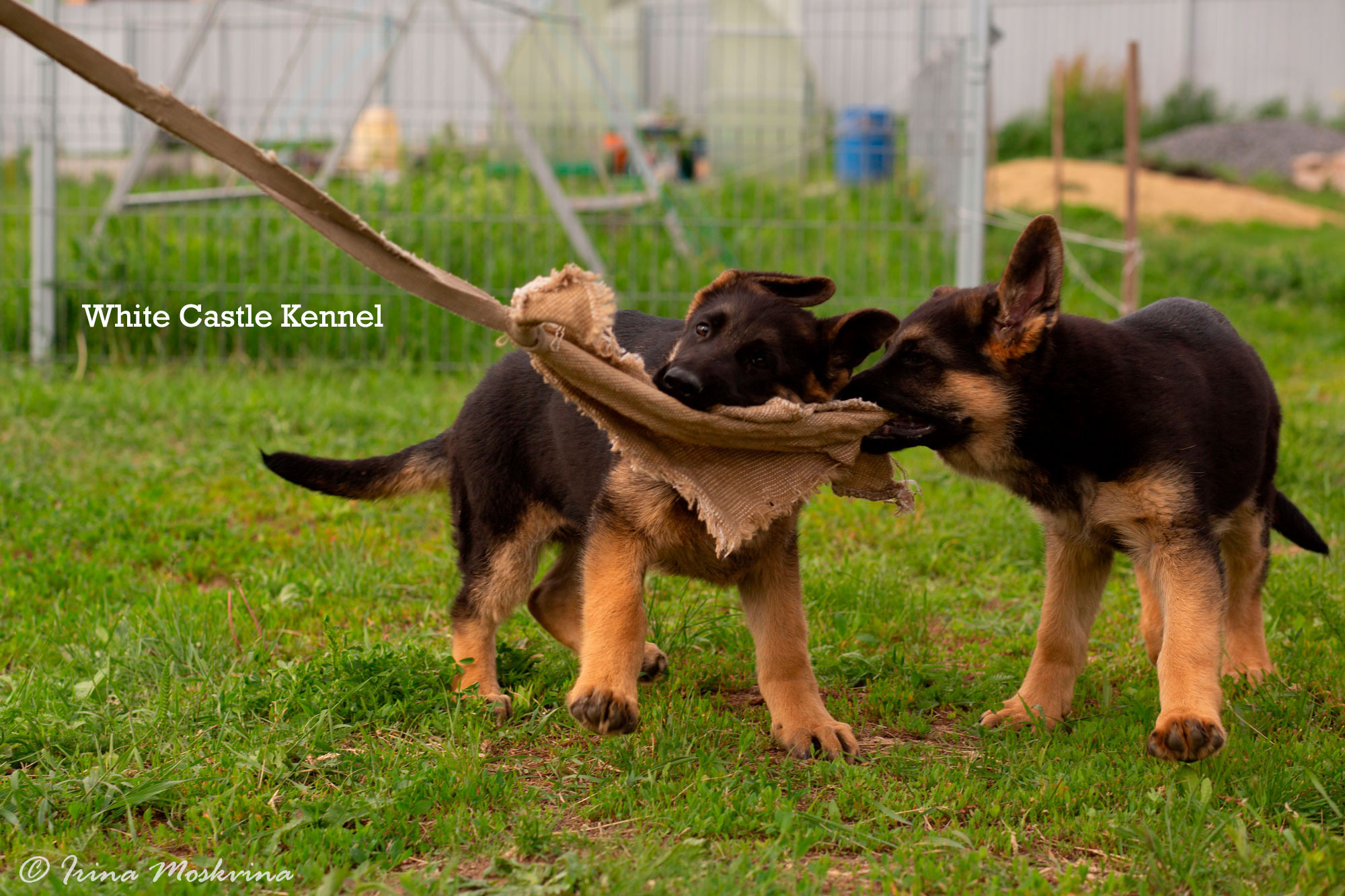 White Castle, litter "I" 3 месяца