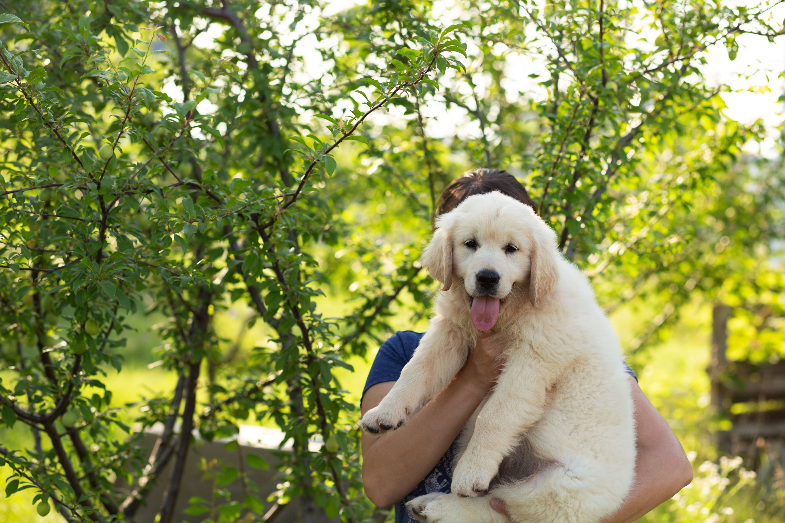 Голден-ретривер, 2 месяца
