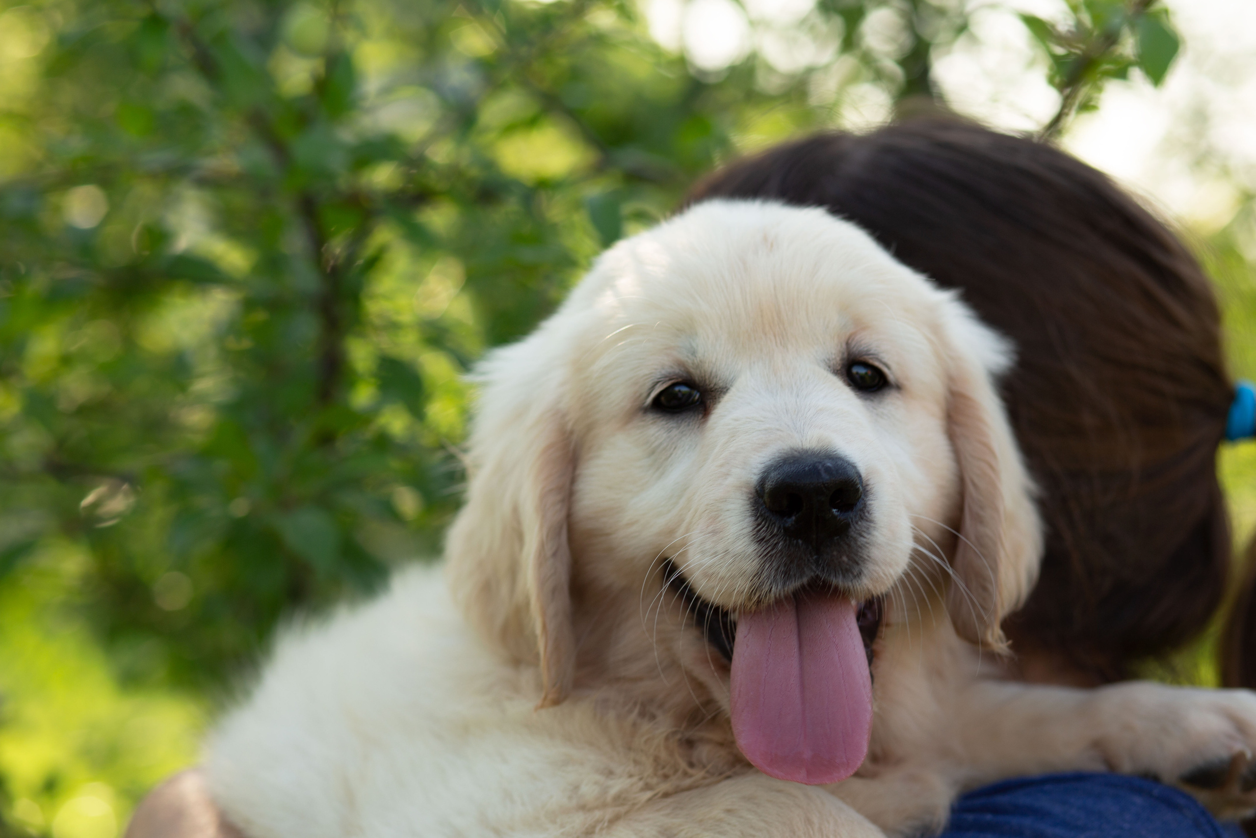 Голден-ретривер, 2 месяца