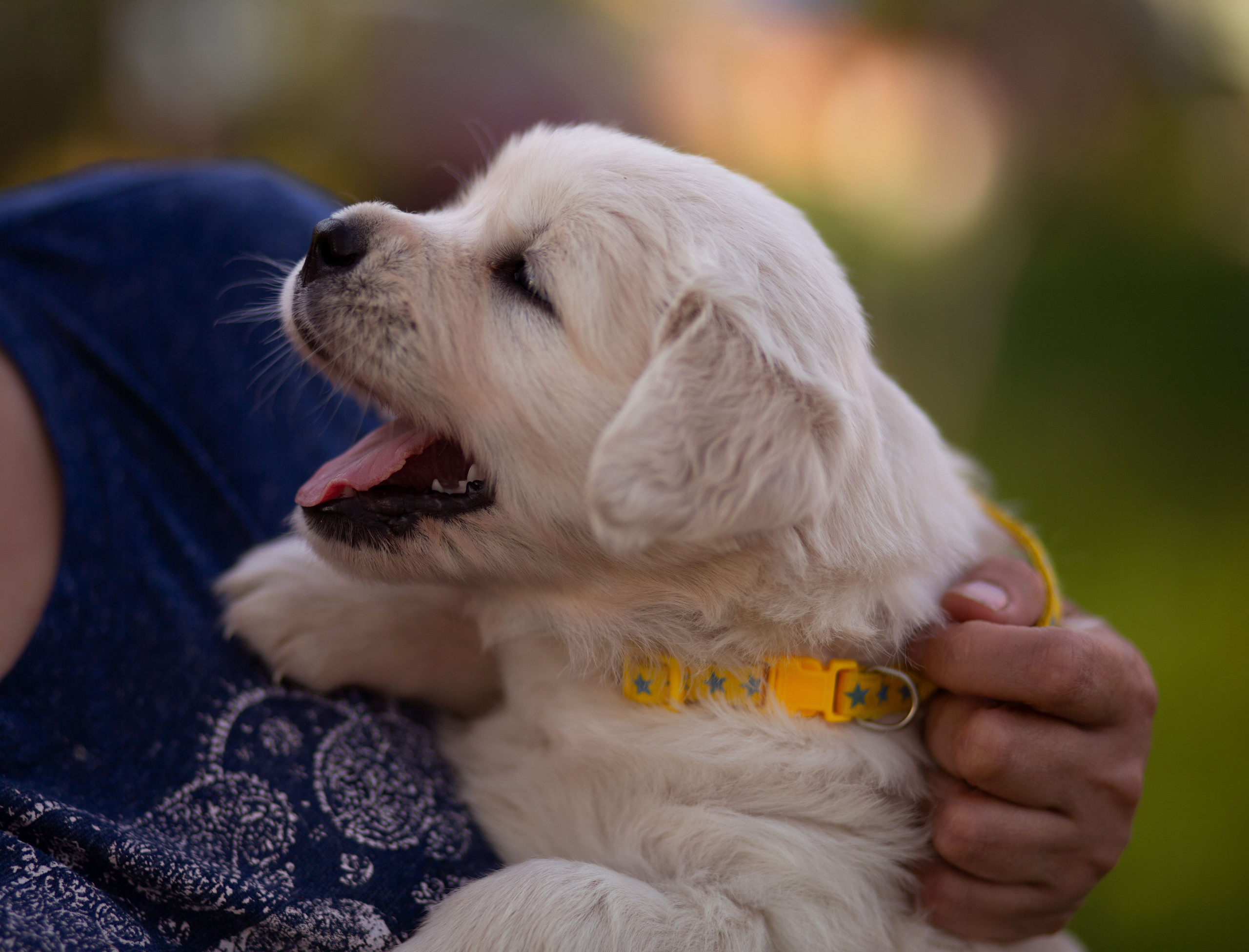 Голден-ретривер, 1 месяц