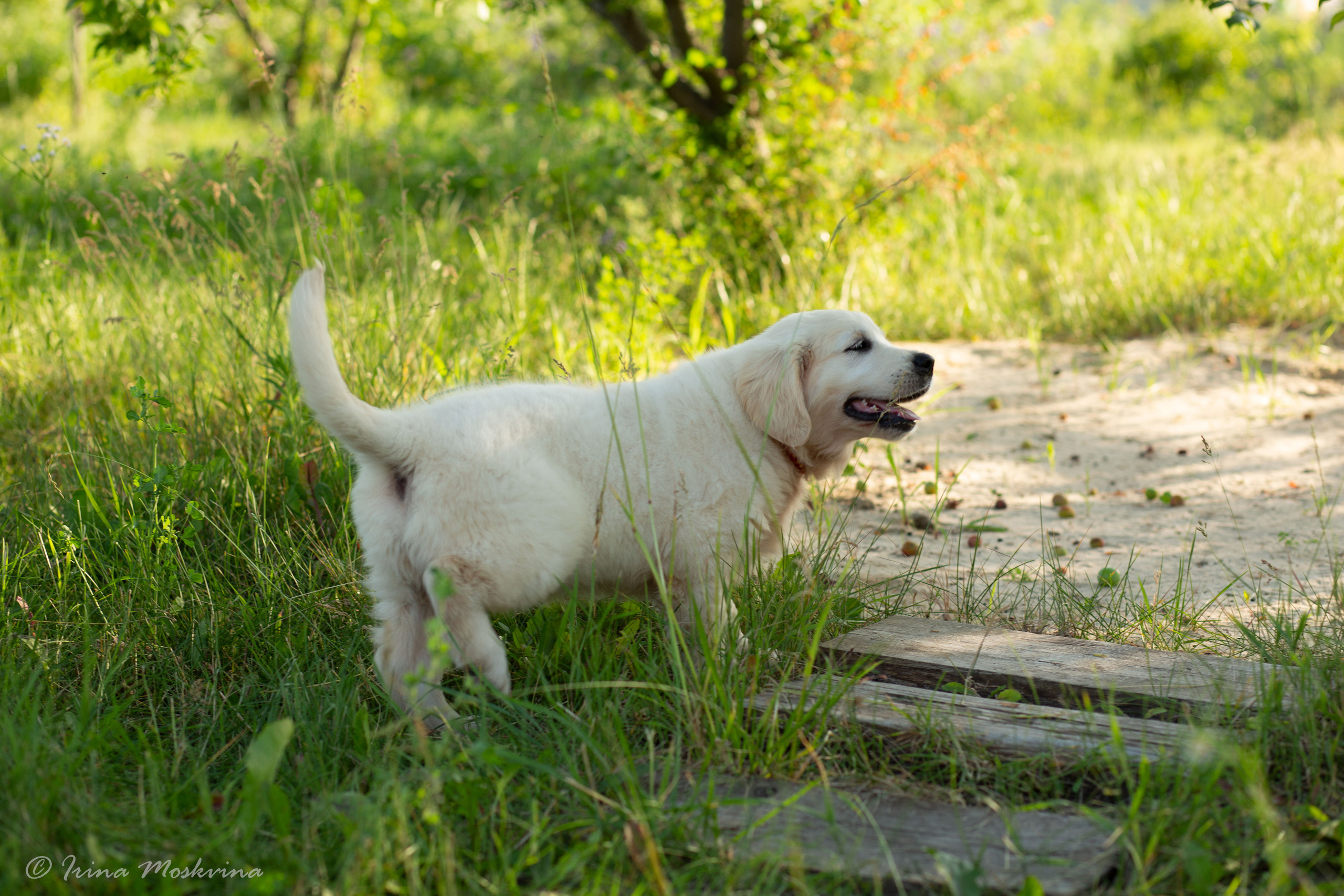 Голден-ретривер, 2 месяца
