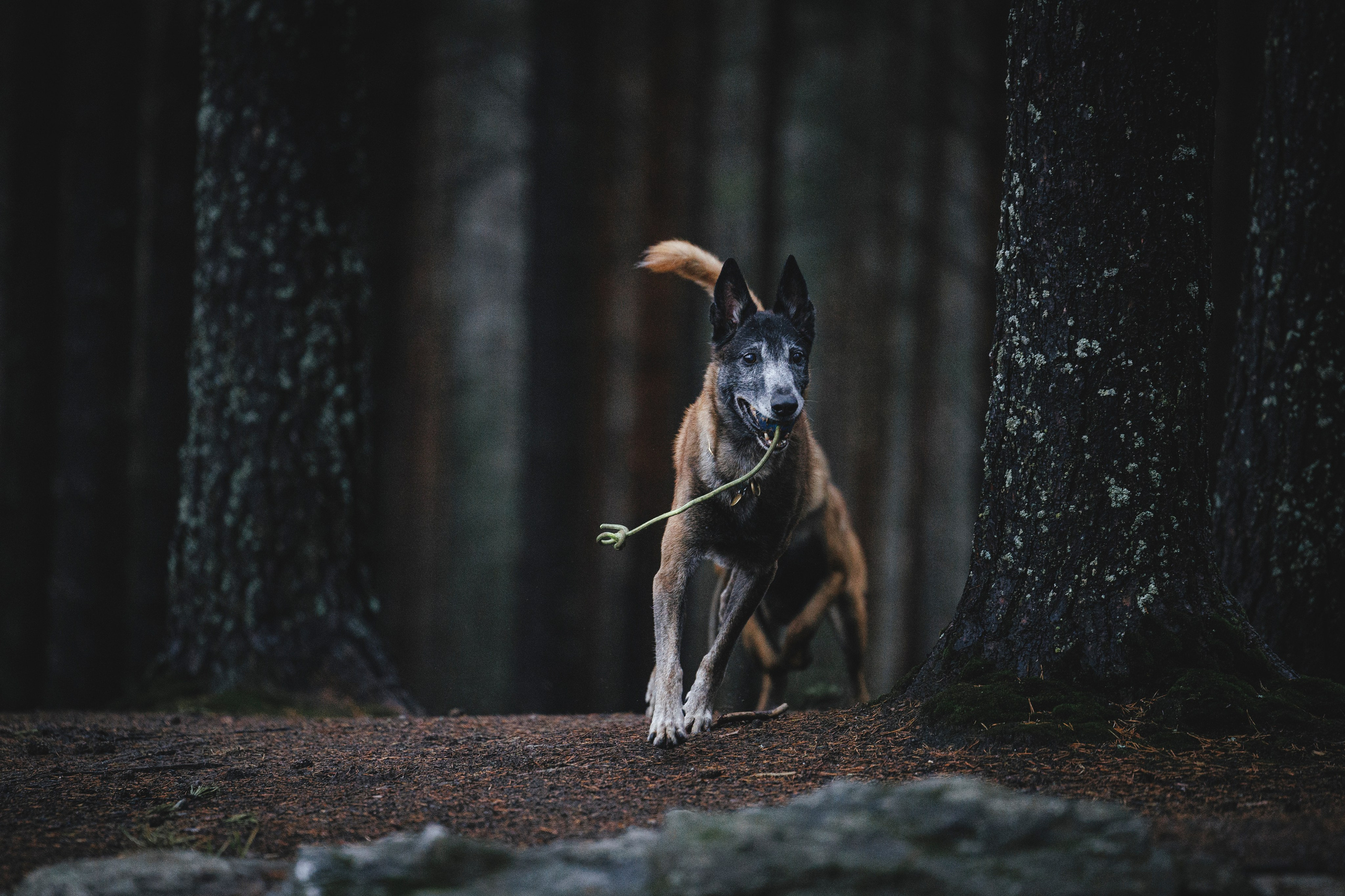 Омен, Айс и Рицу. Фотограф-анималист Анна Маринич