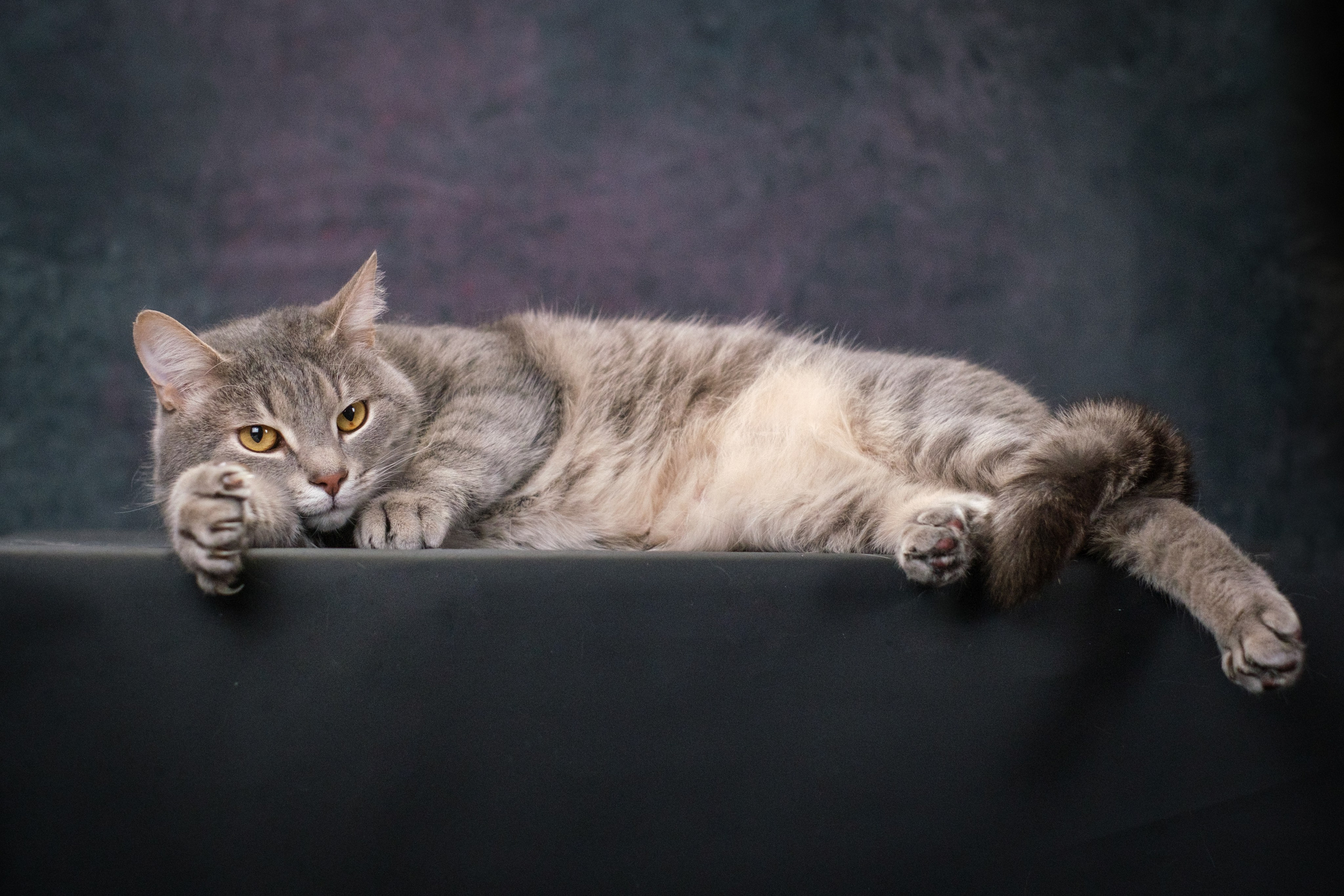 Котики Мурмурии). Зоофотограф, фотограф животных в Москве и области Дина Дамоцева