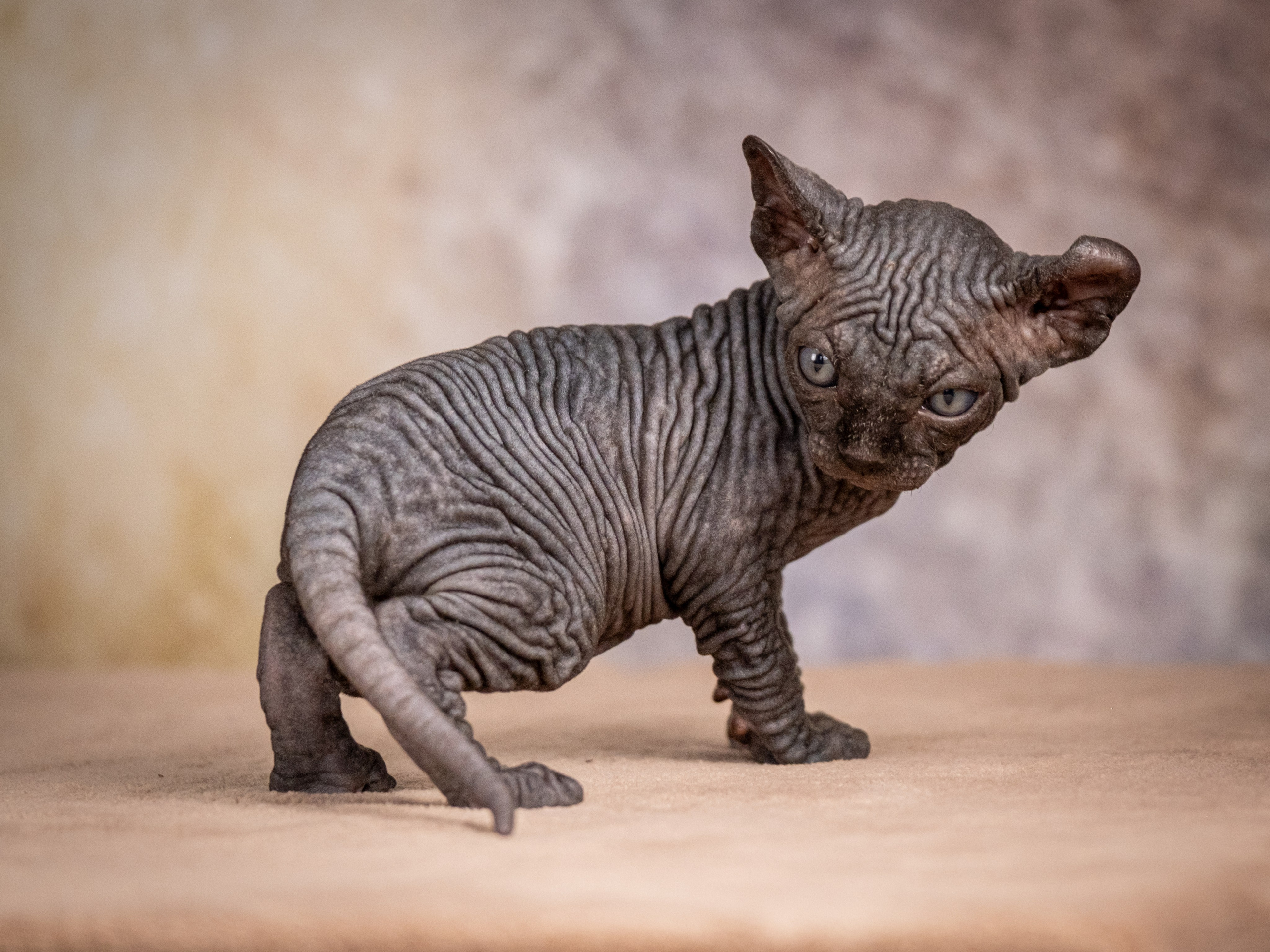 Сфинксы и эльфы для Никиты!. Зоофотограф, фотограф животных в Москве и области Дина Дамоцева