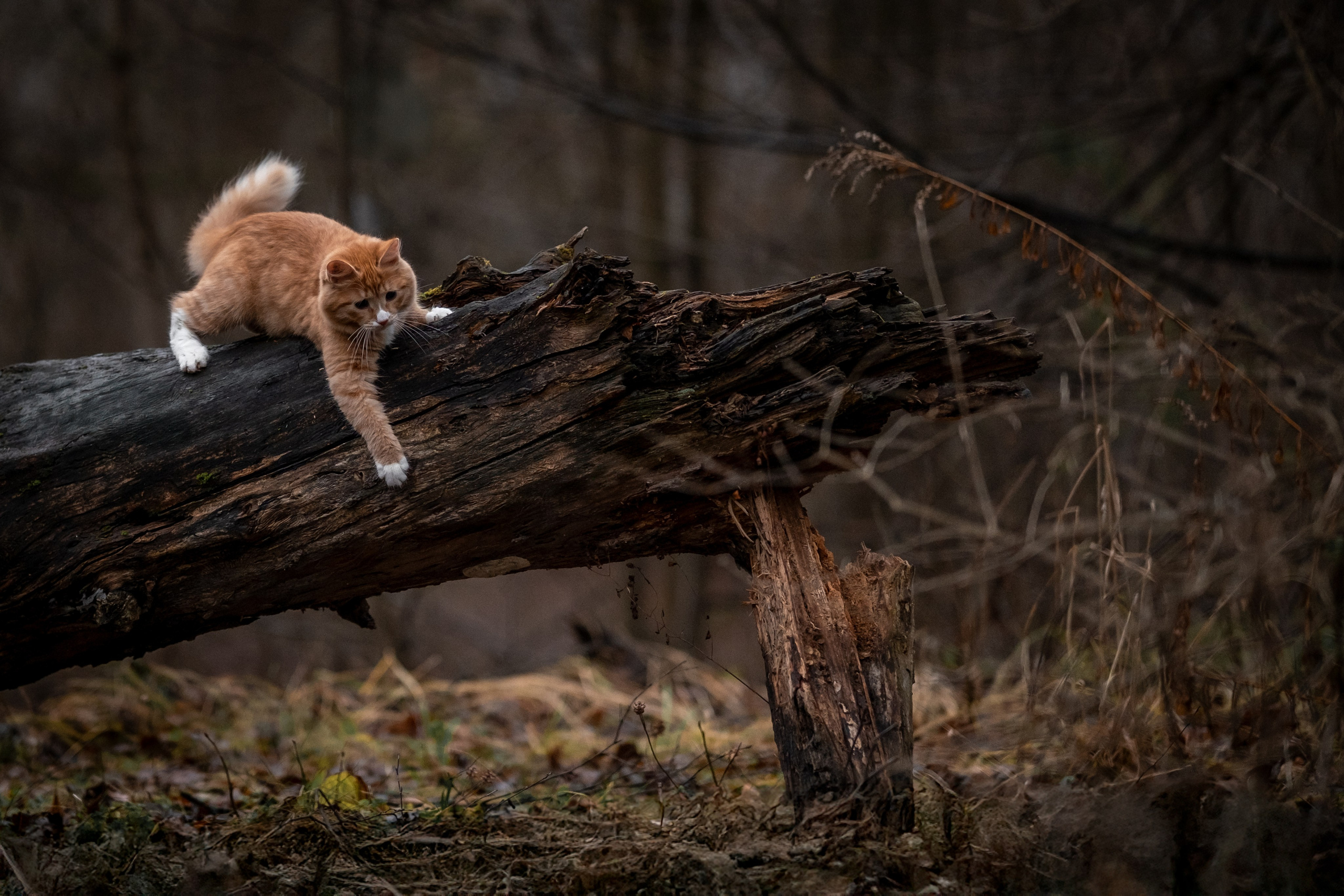 Котенок Дарвин на прогулке). Зоофотограф, фотограф животных в Москве и области Дина Дамоцева