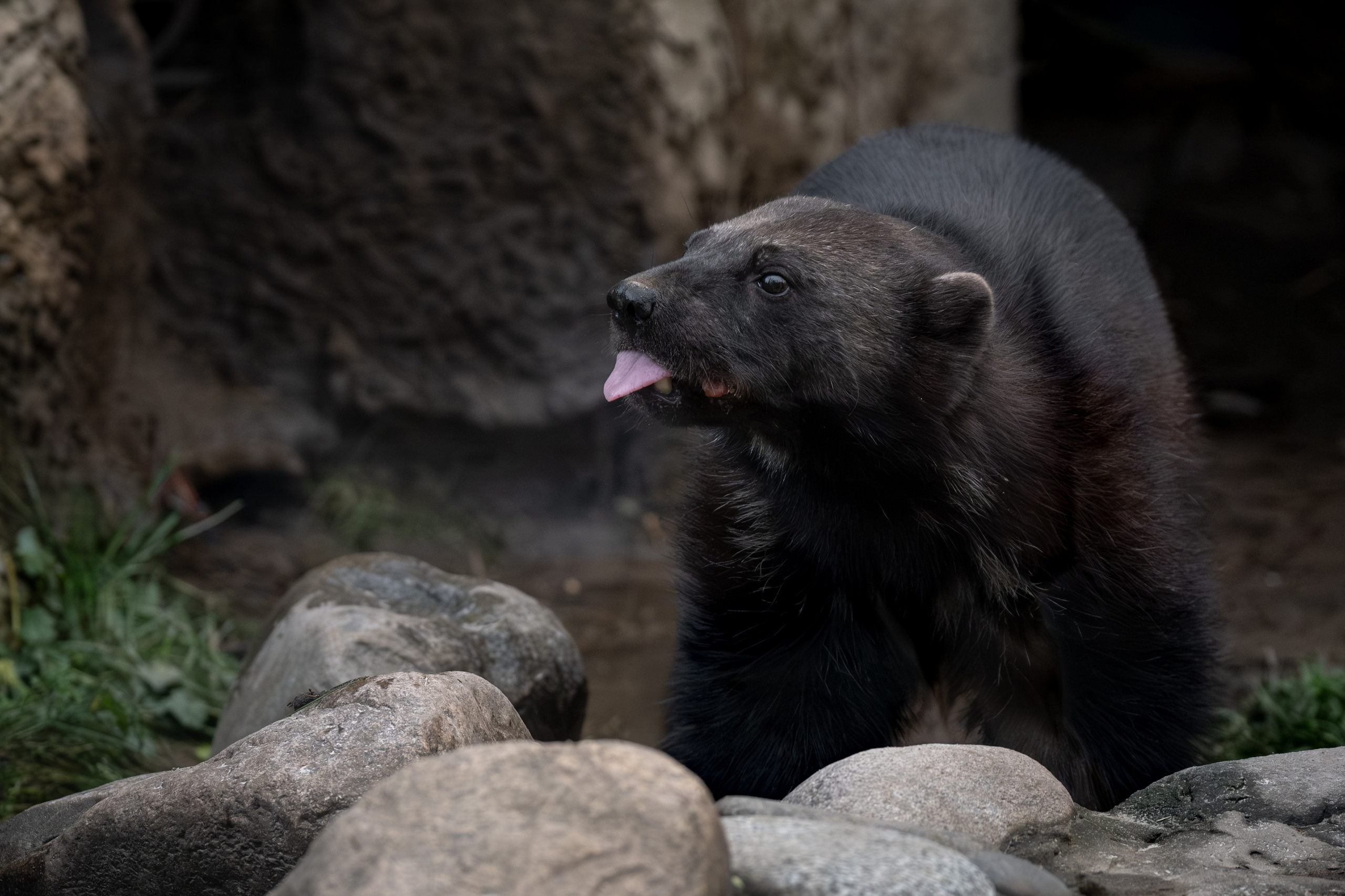 Росомаха Крендель и белый медведь. Зоофотограф, фотограф животных в Москве и области Дина Дамоцева