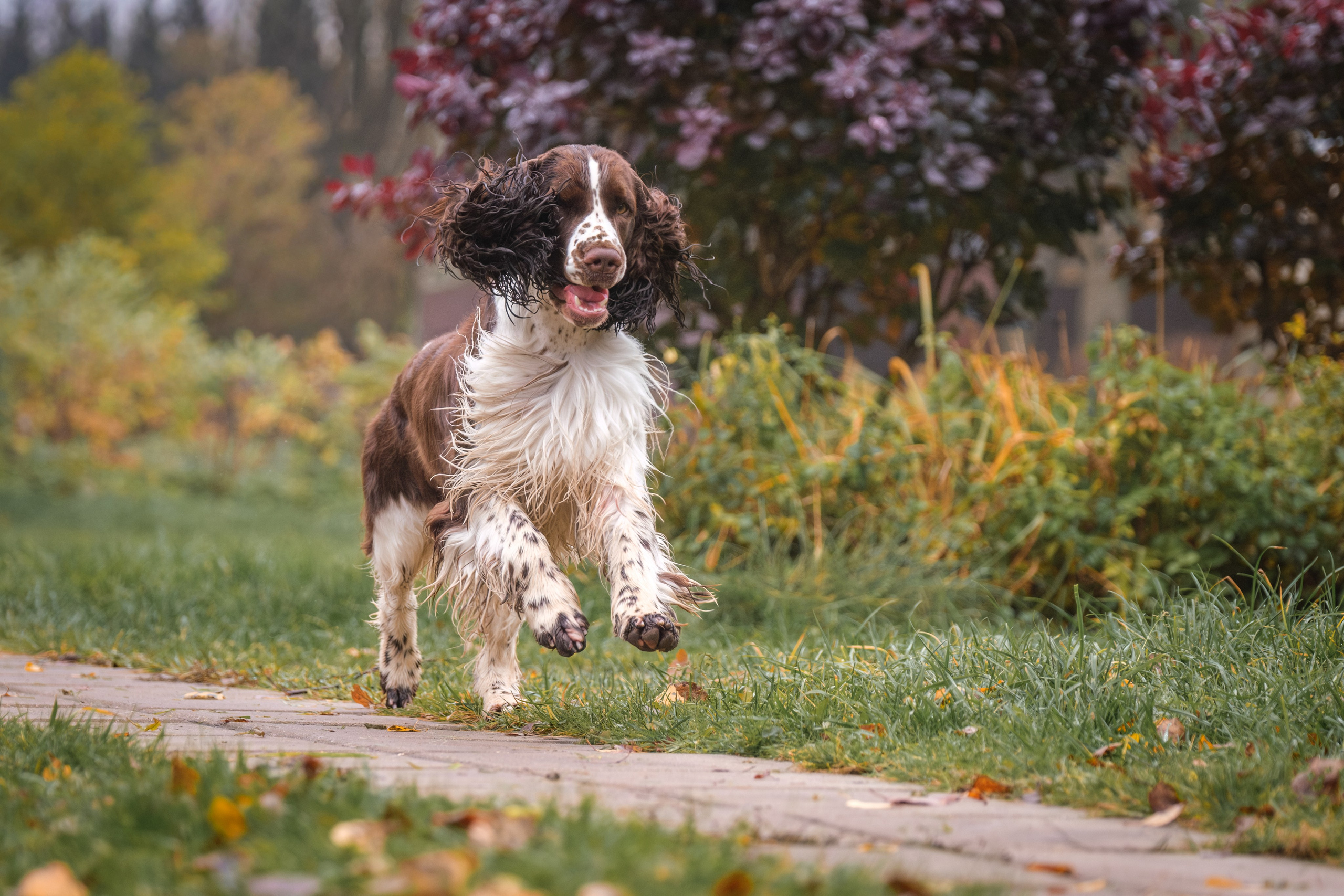 Дон для Натальи!. Зоофотограф, фотограф животных в Москве и области Дина Дамоцева