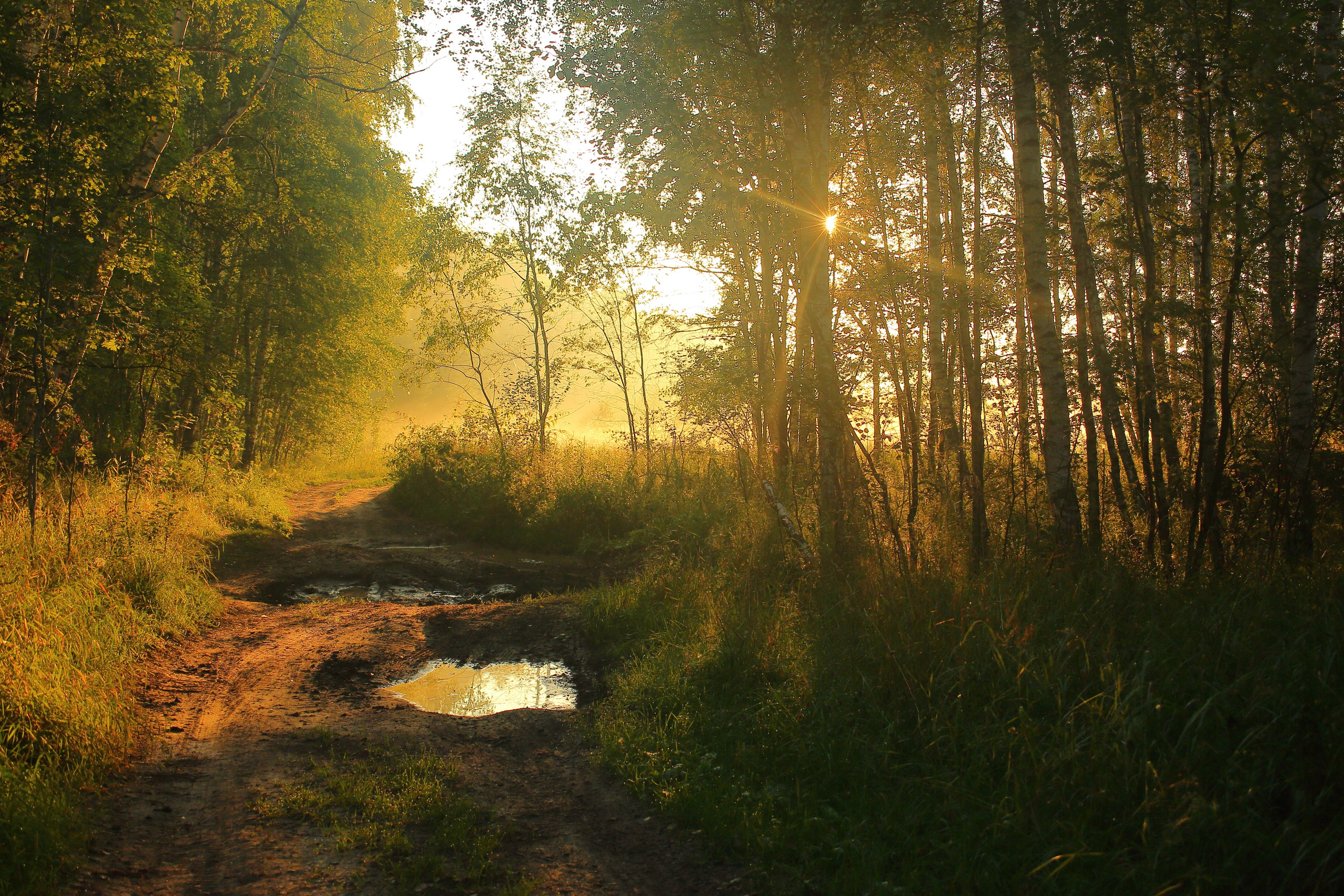 Туманным утром. Свадебный и репортажный фотограф в Ярославле и Санкт-Петербурге Роман Микрюков