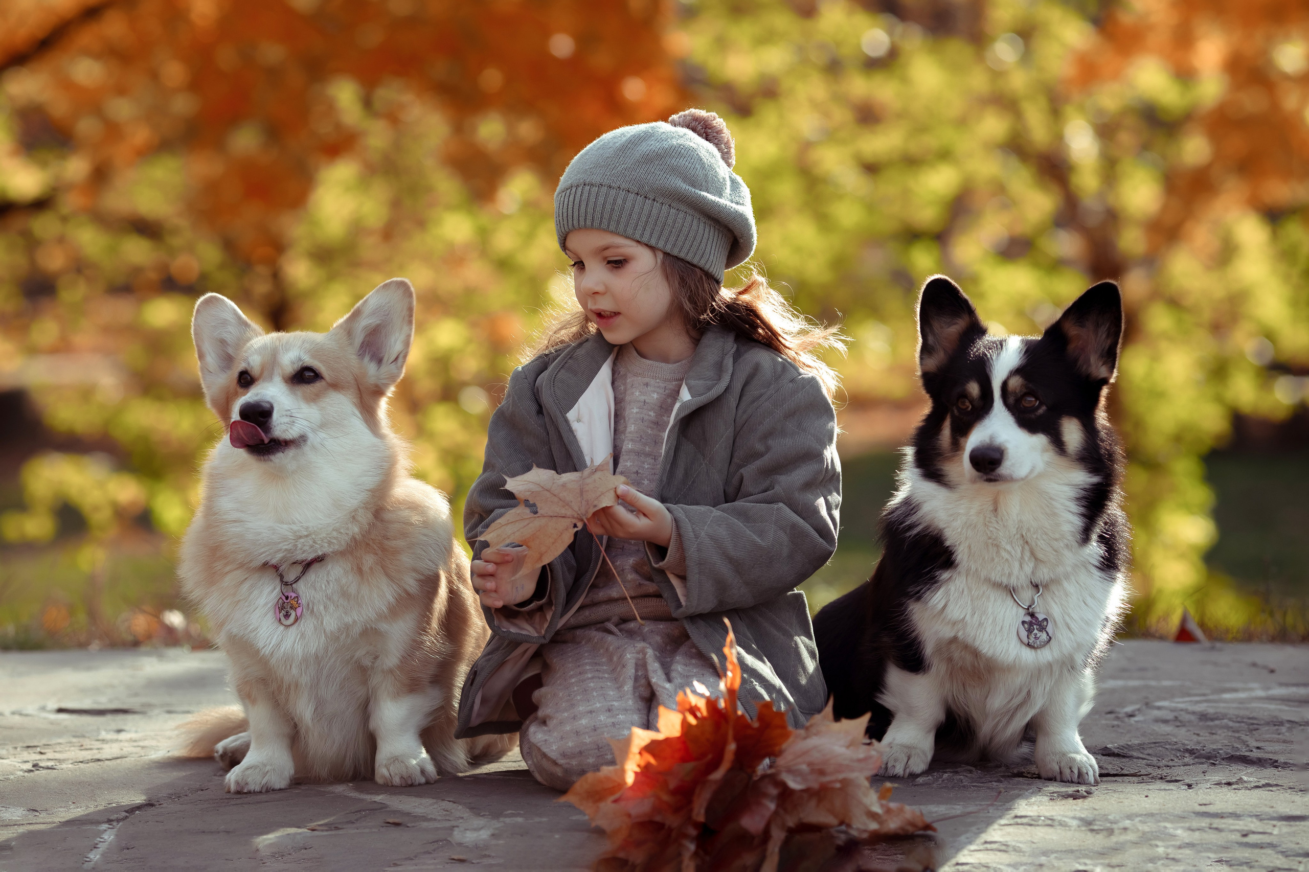 Эва с корги. Семейный и детский фотограф в Москве Дорогова Екатерина