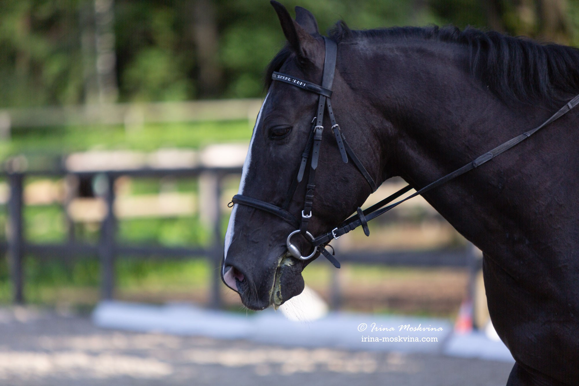 КСК «Алмазово» | Московская область | июль 2024. Ирина Москвина | фотограф | Москва
