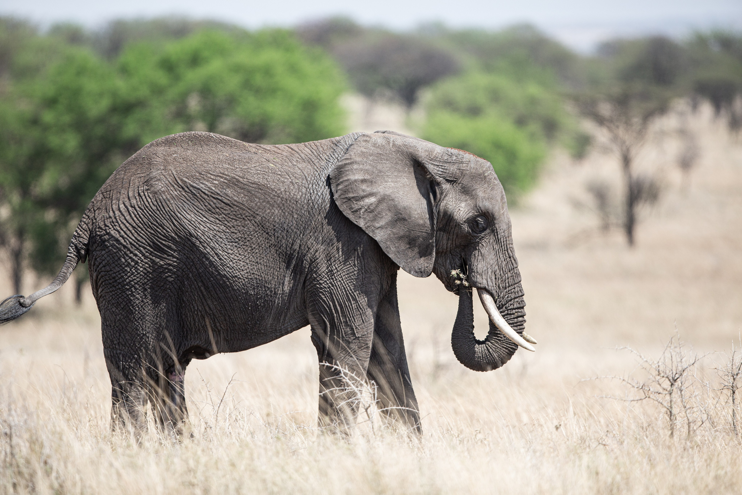 Танзания. Добродеева Алла фотограф, Москва