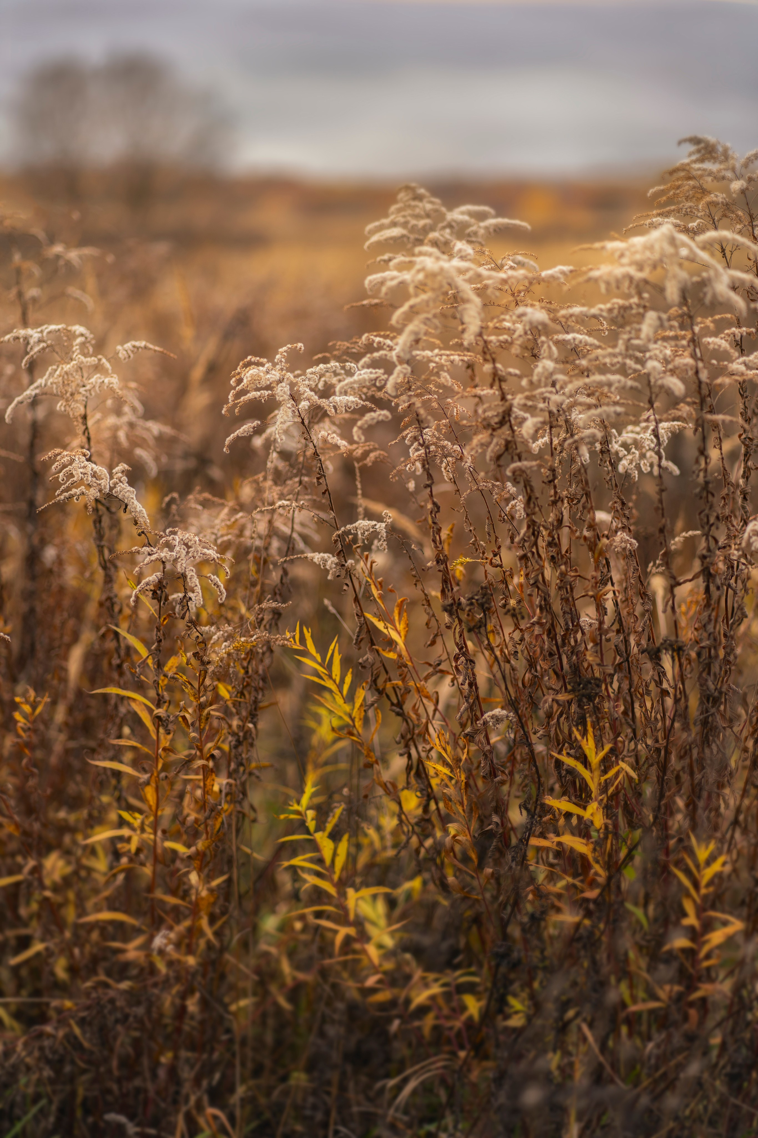 Фотоистория «Золотая осень». Семейный и детский фотограф Фрязино, Щелково Юлия Март