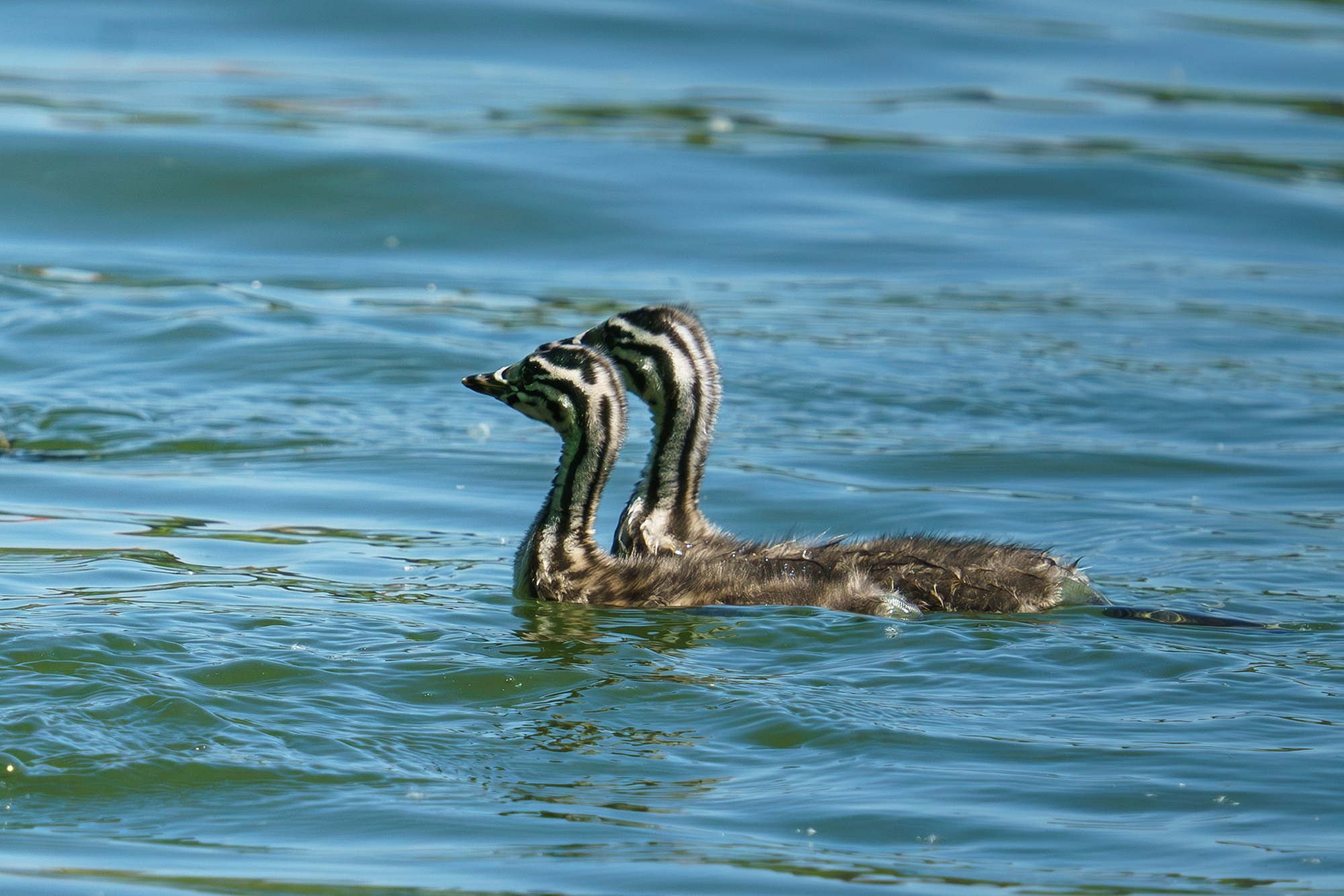 Удивительные мир птиц. Вокруг нас столько прекрасного — присмотритесь!. Ваш личный фотограф Марина Волкова