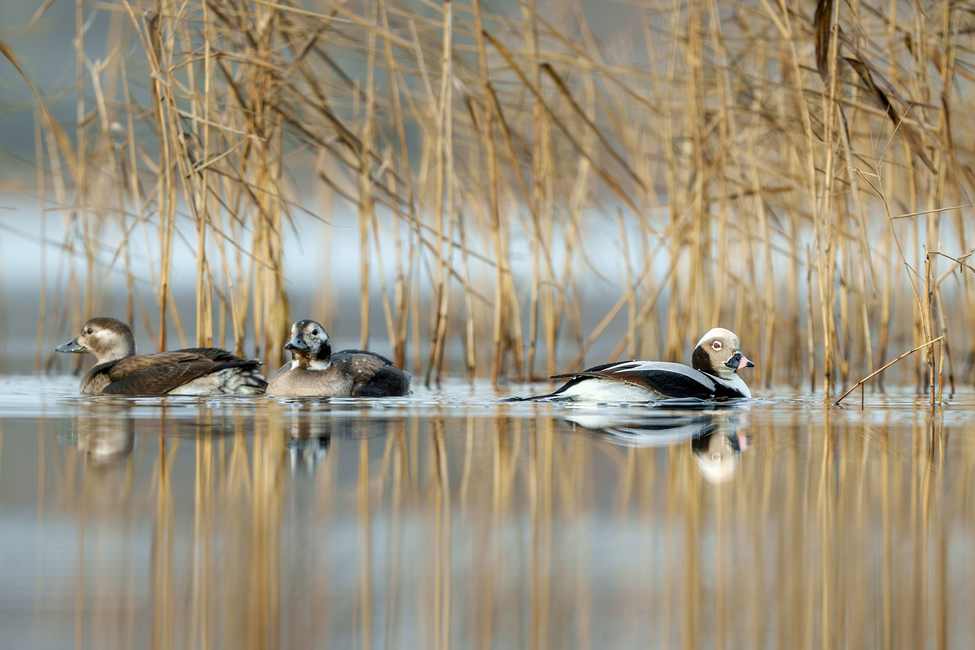 Удивительные мир птиц. Вокруг нас столько прекрасного — присмотритесь!. Ваш личный фотограф Марина Волкова