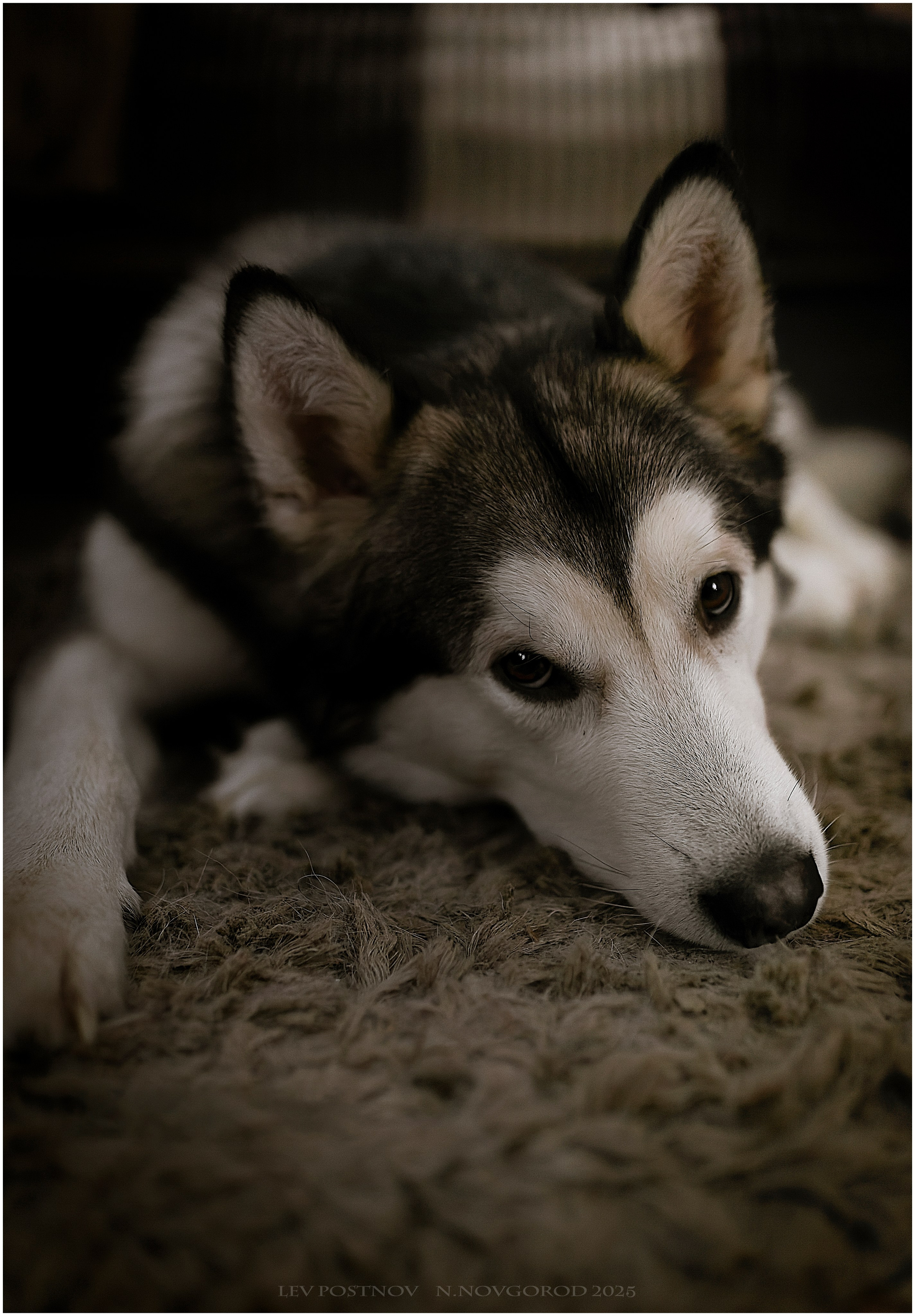 Мои маламуты.Ярик. Лев Постнов.Фотограф. Нижний Новгород