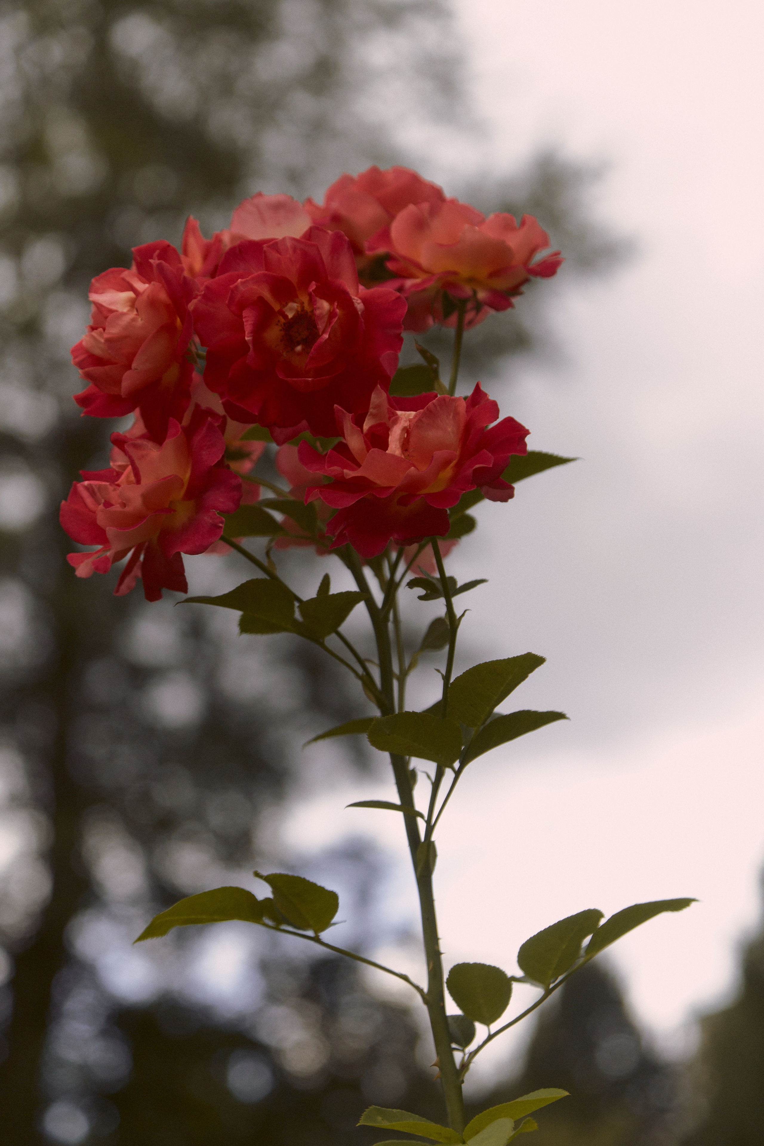 Ася. Egor Plakhotin Photography