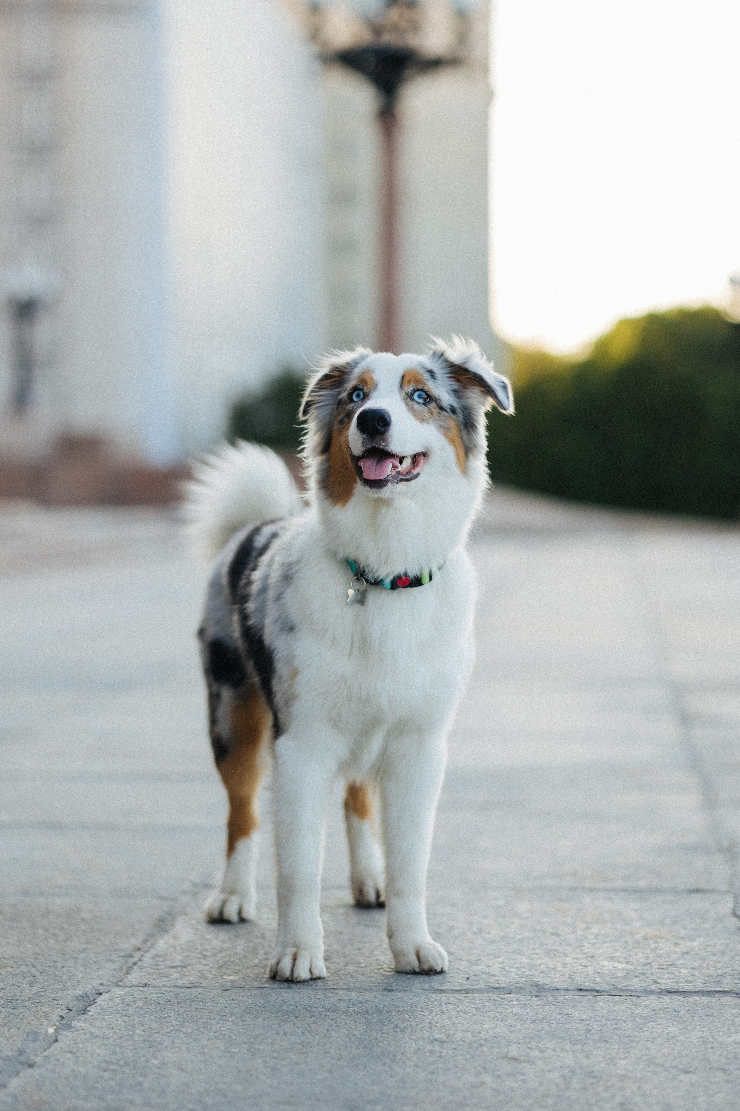 Настя, Влад и Лэйк. Фотораф — анималист Мария Шистка