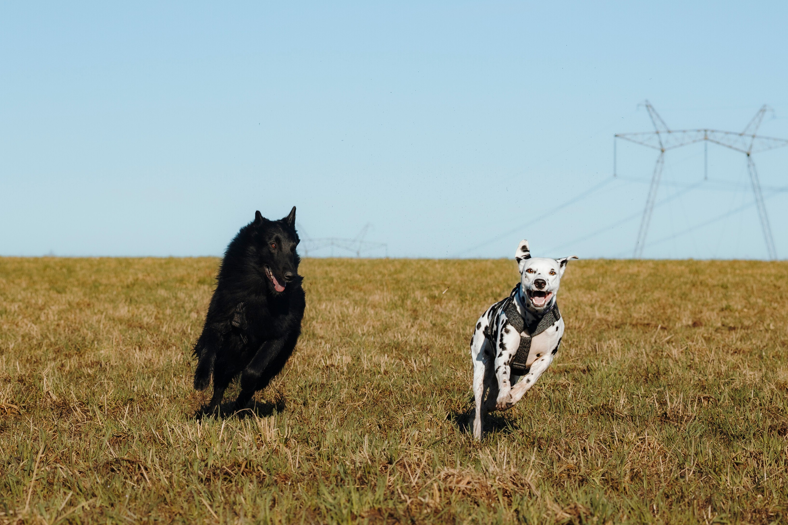 Смена в «DogCamp». Анастасия Белаш