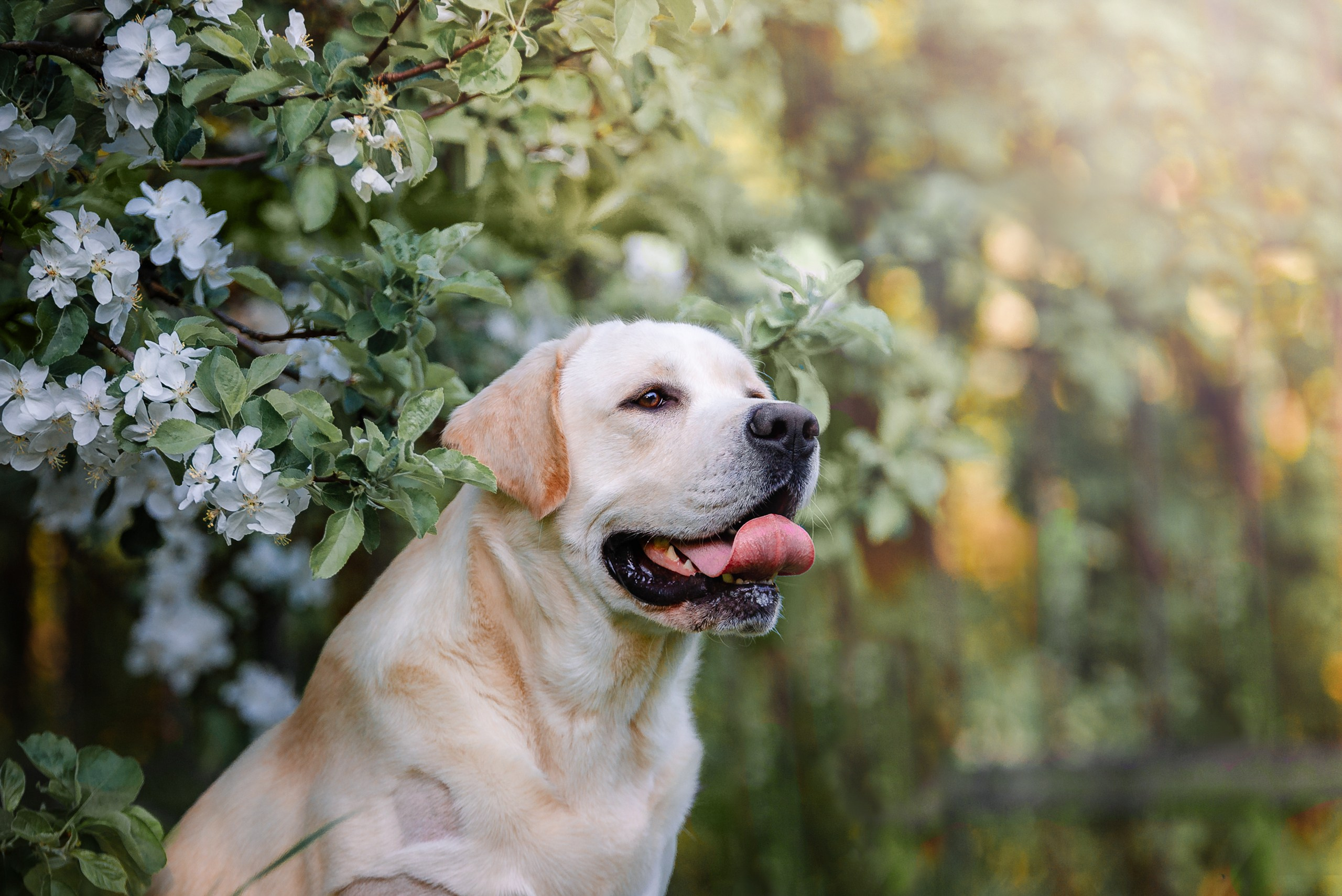 Фотограф-анималист Анастасия Парфенова|Екатеринбург