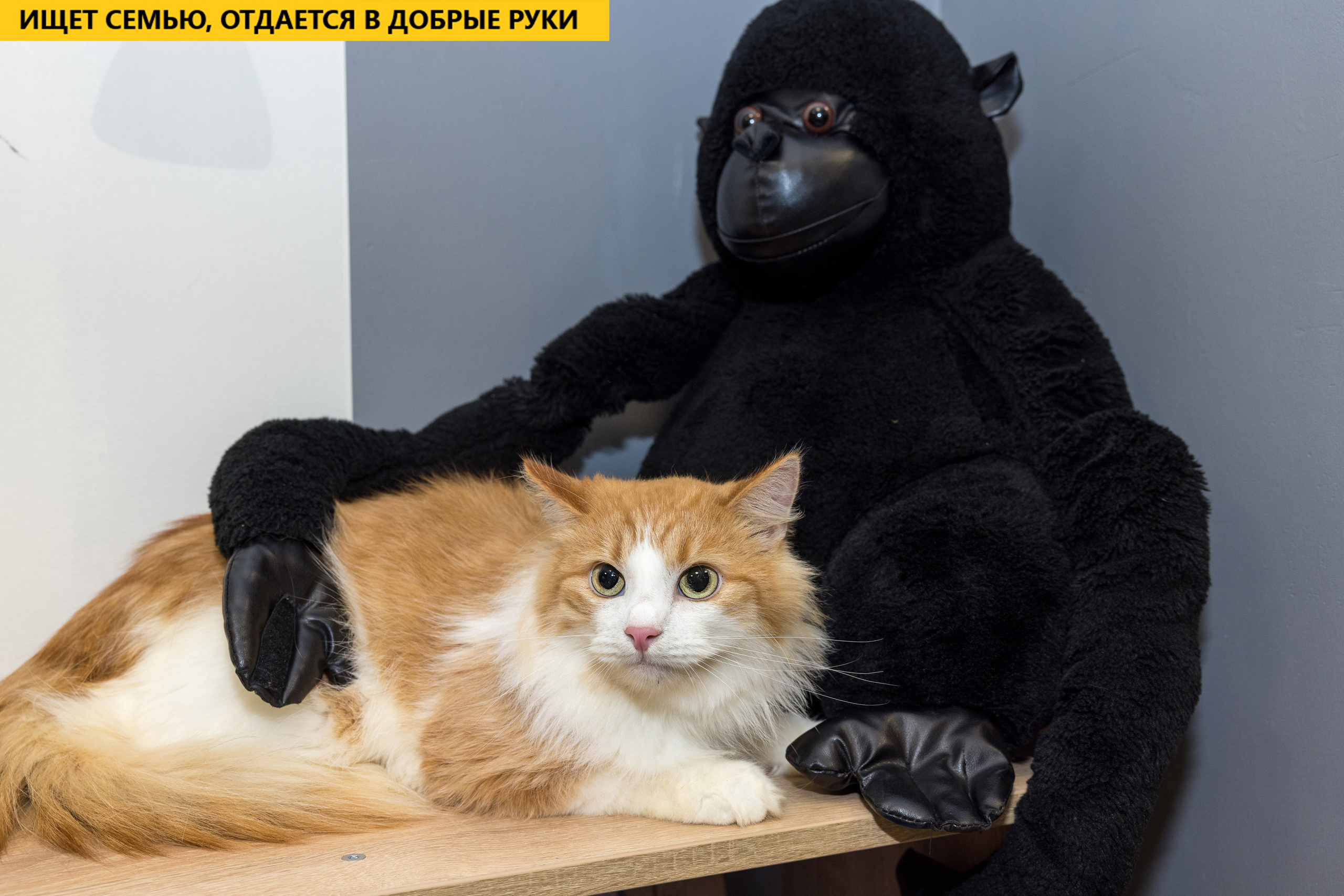 Рекламная съемка в Москве. Геннадий Степанов —фотограф в Москве