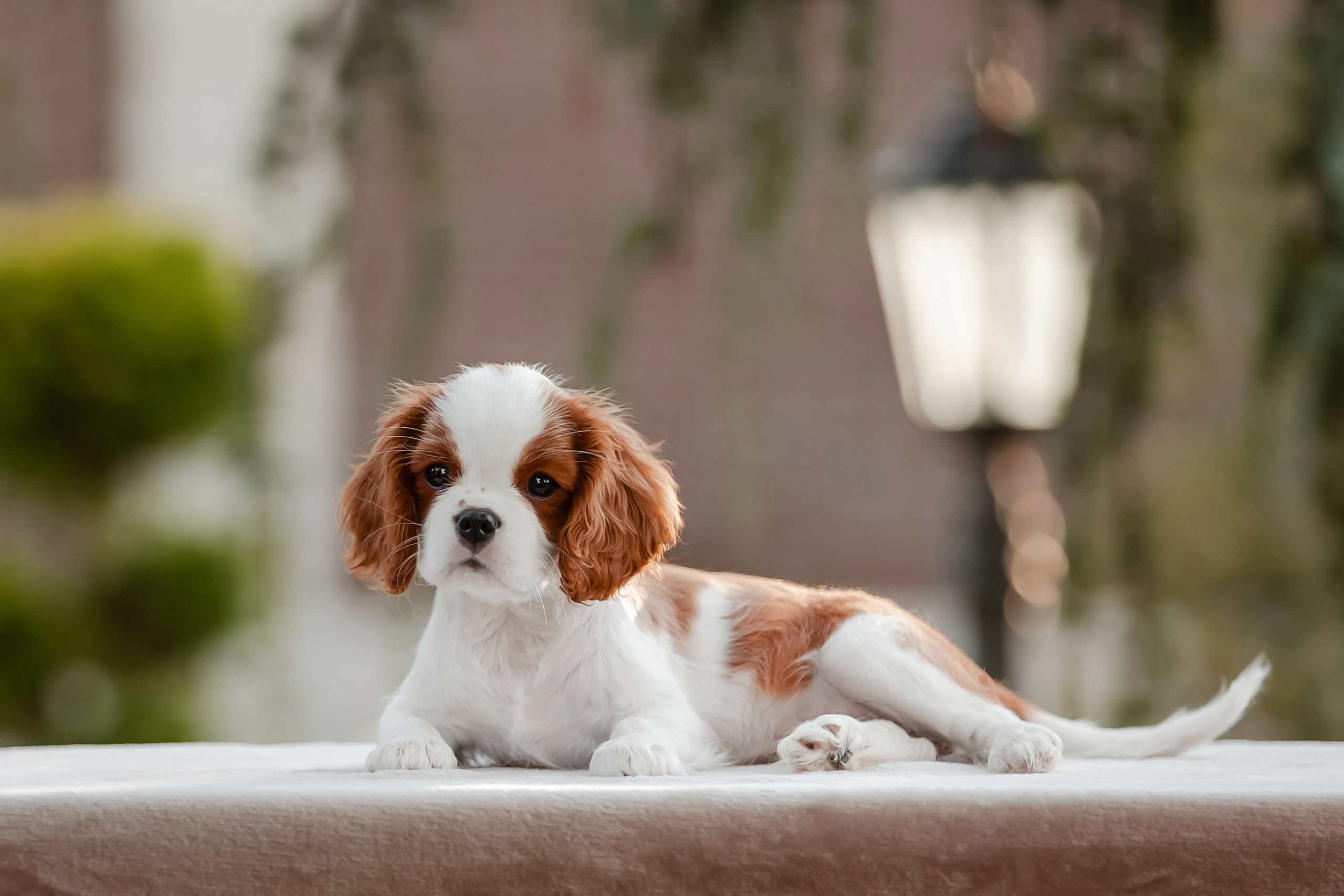 Фотосъёмка щенков. Фотограф-анималист в Краснодаре Маша Мельникова