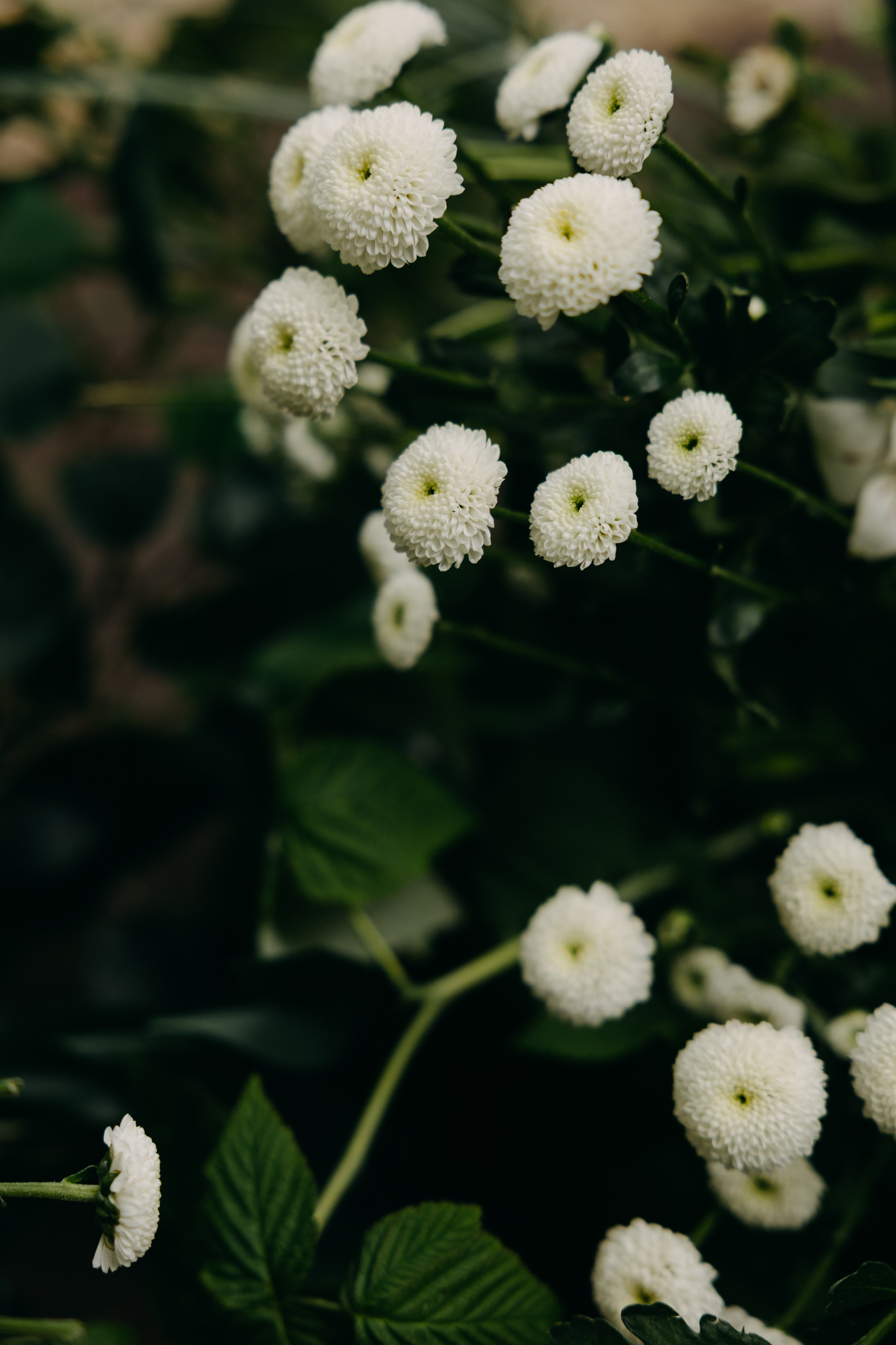 Ирина и Алексей | банкет Forest Dew. Свадебный фотограф Москва Анастасия Храмова