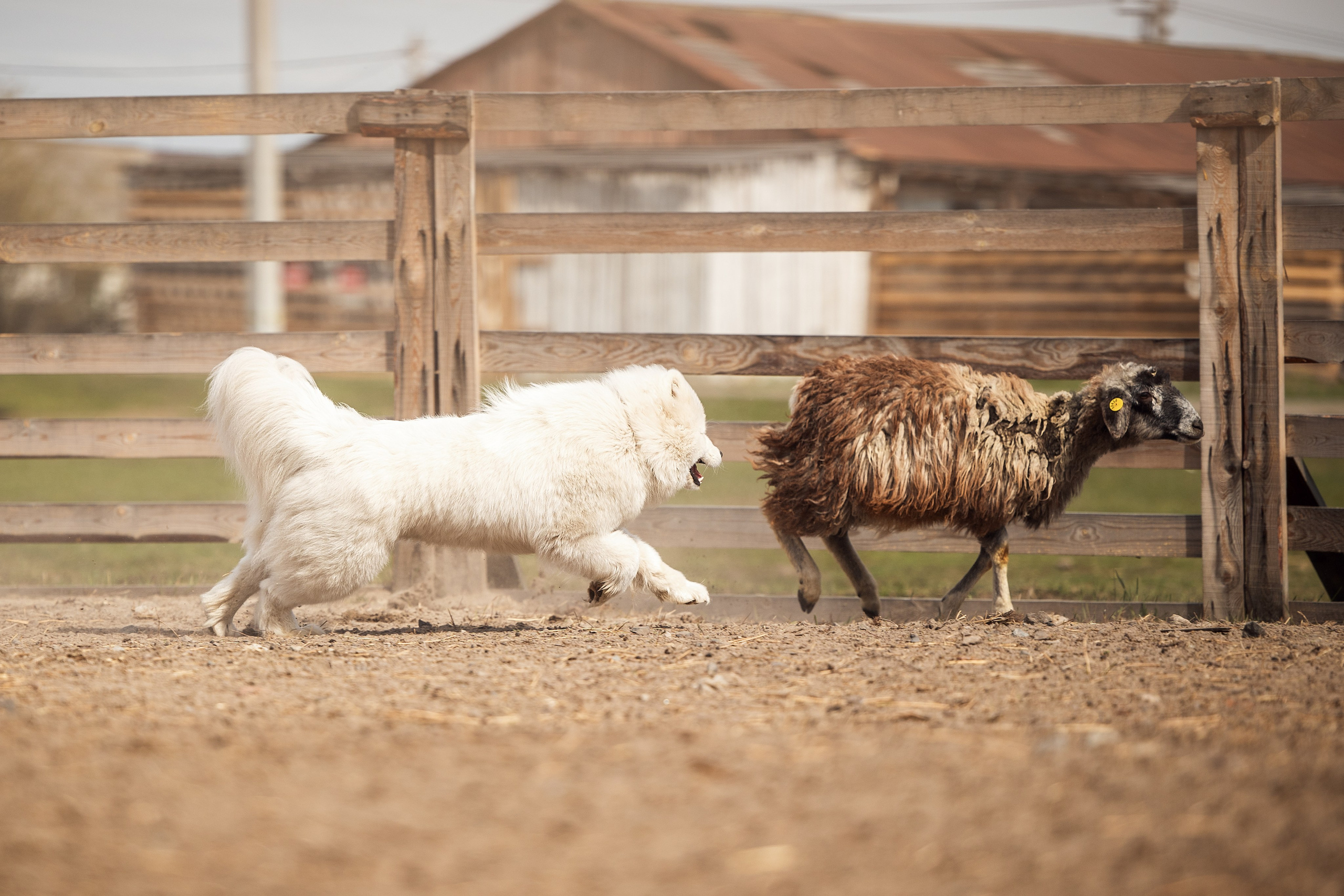 День самоедов 25.05.2024. YULA KOLESOVA | Фотограф — Анималист | Художник | Тюмень